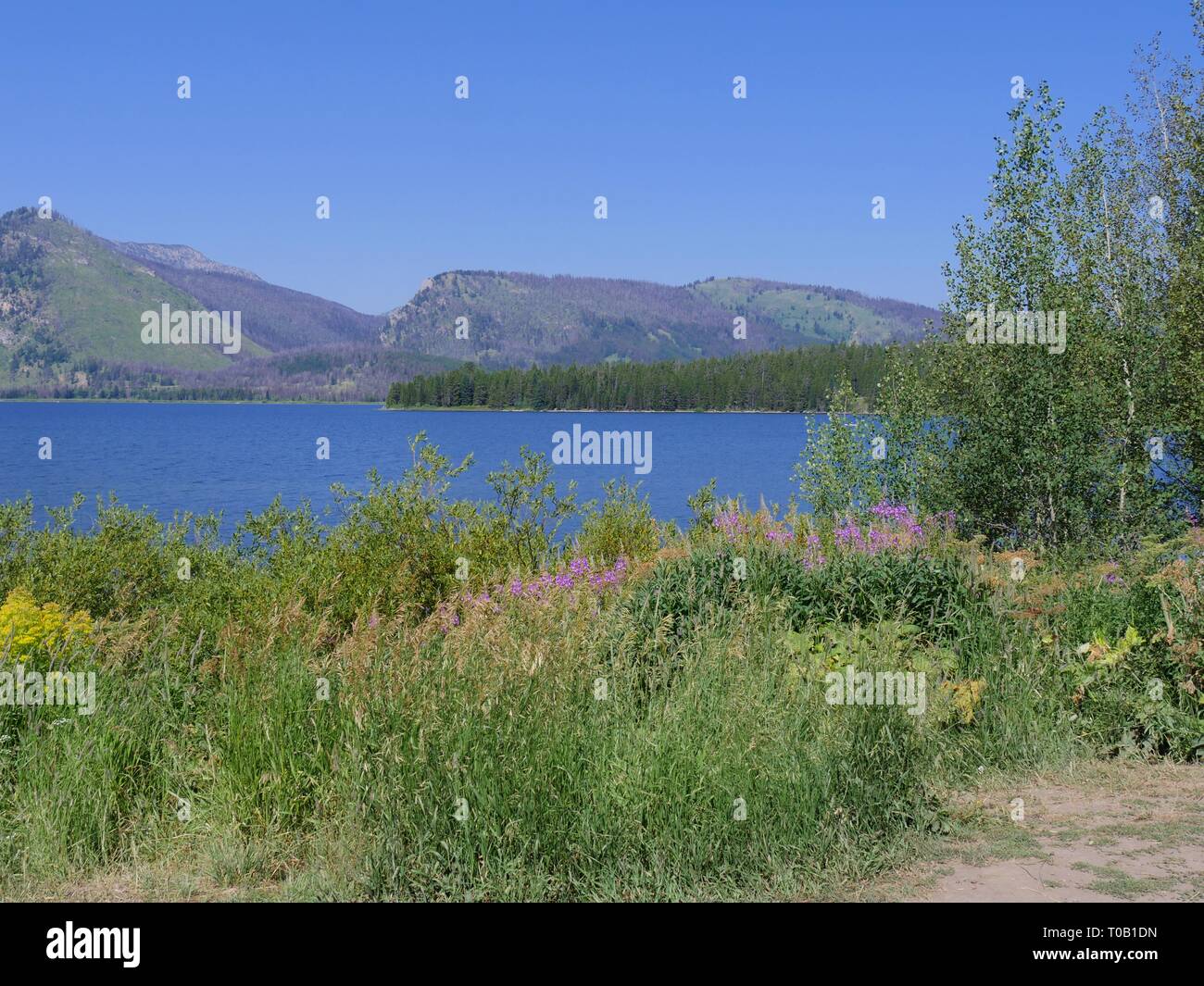 Wide scenic shot of Jackson Lake with greenery and flowers at the Grand Teton National Park in Wyoming. Stock Photo