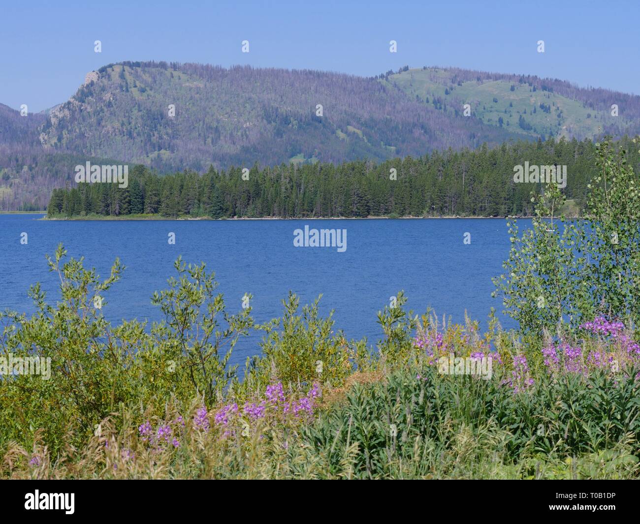 Row of lavender flowers at the bank of Jackson Lake at the Grand Teton National Park in Wyoming. Stock Photo