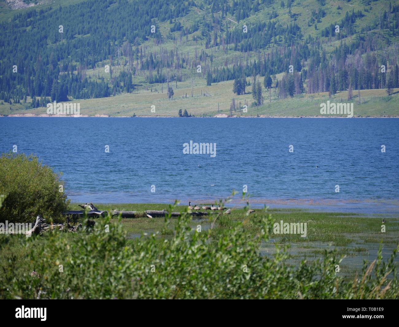 Close up of flower water at Jackson Lake at the Grand Teton National Park in Wyoming. Stock Photo