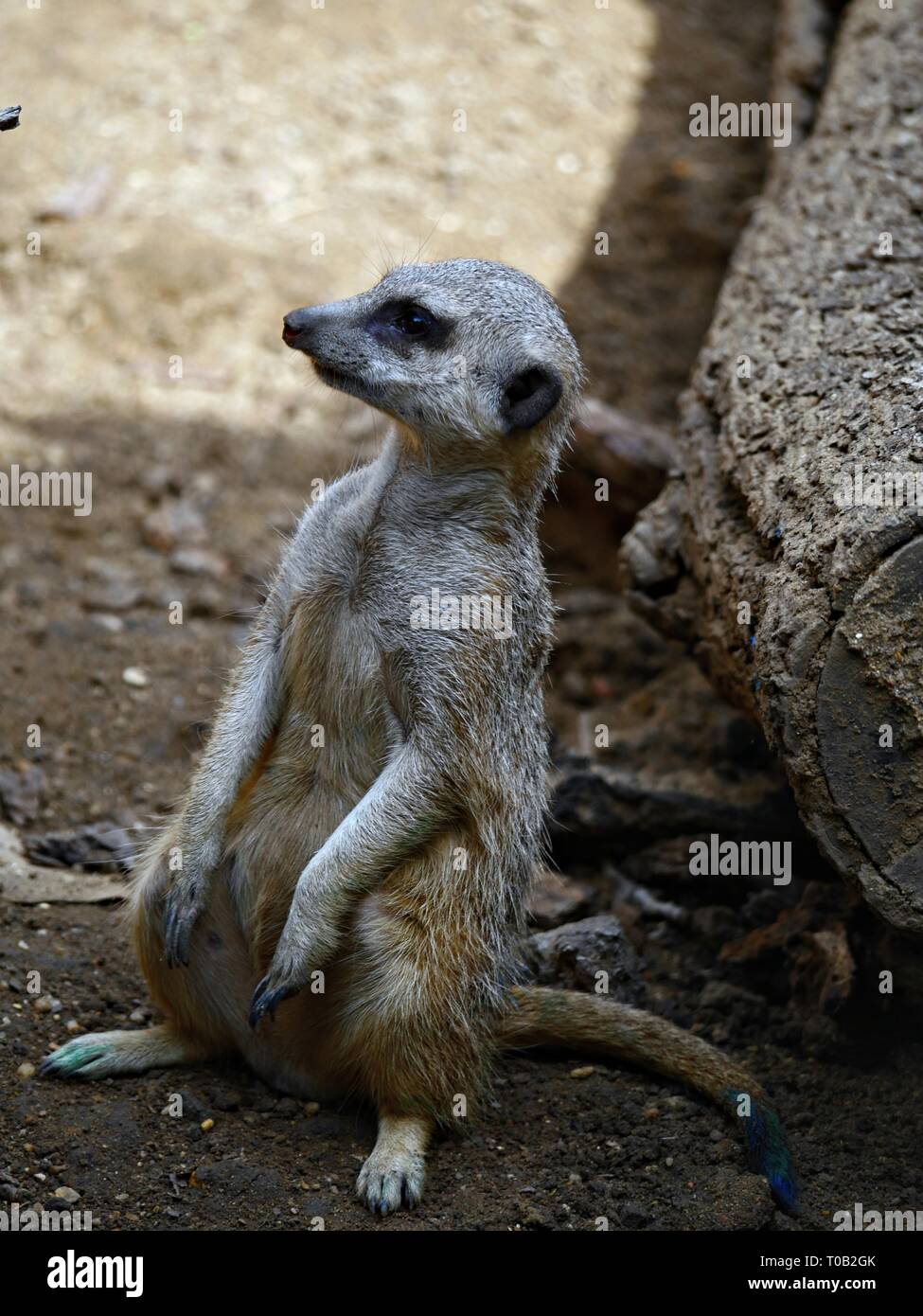 Medium side view shot of a meerkat standing on the ground, with blurred ...