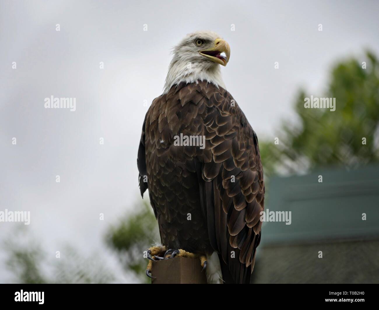 Medium wide shot of a bald eagle perched on top of a post outdoors Stock Photo