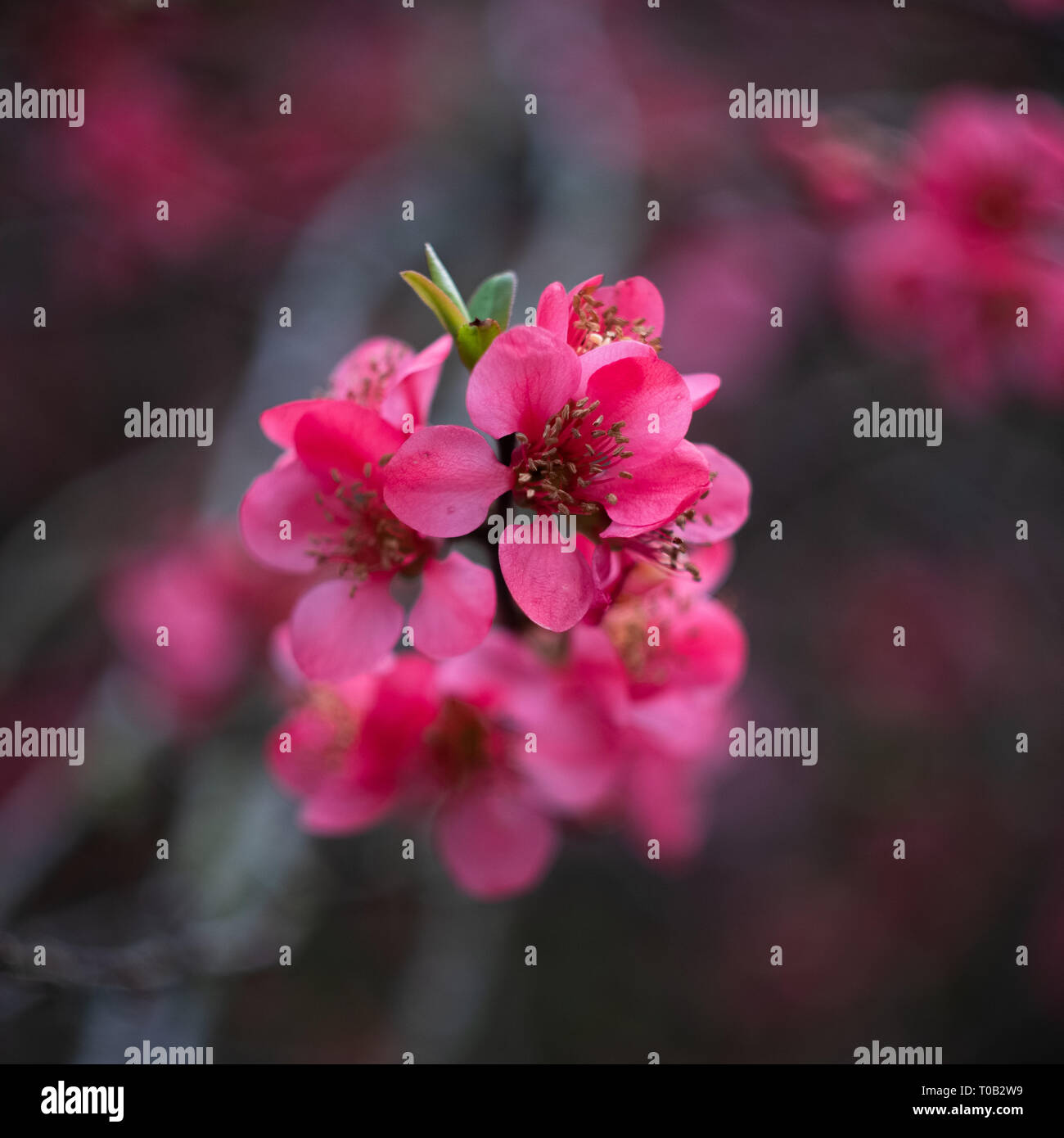 Pink flower trees macro in Kew Gardens, London. Stock Photo