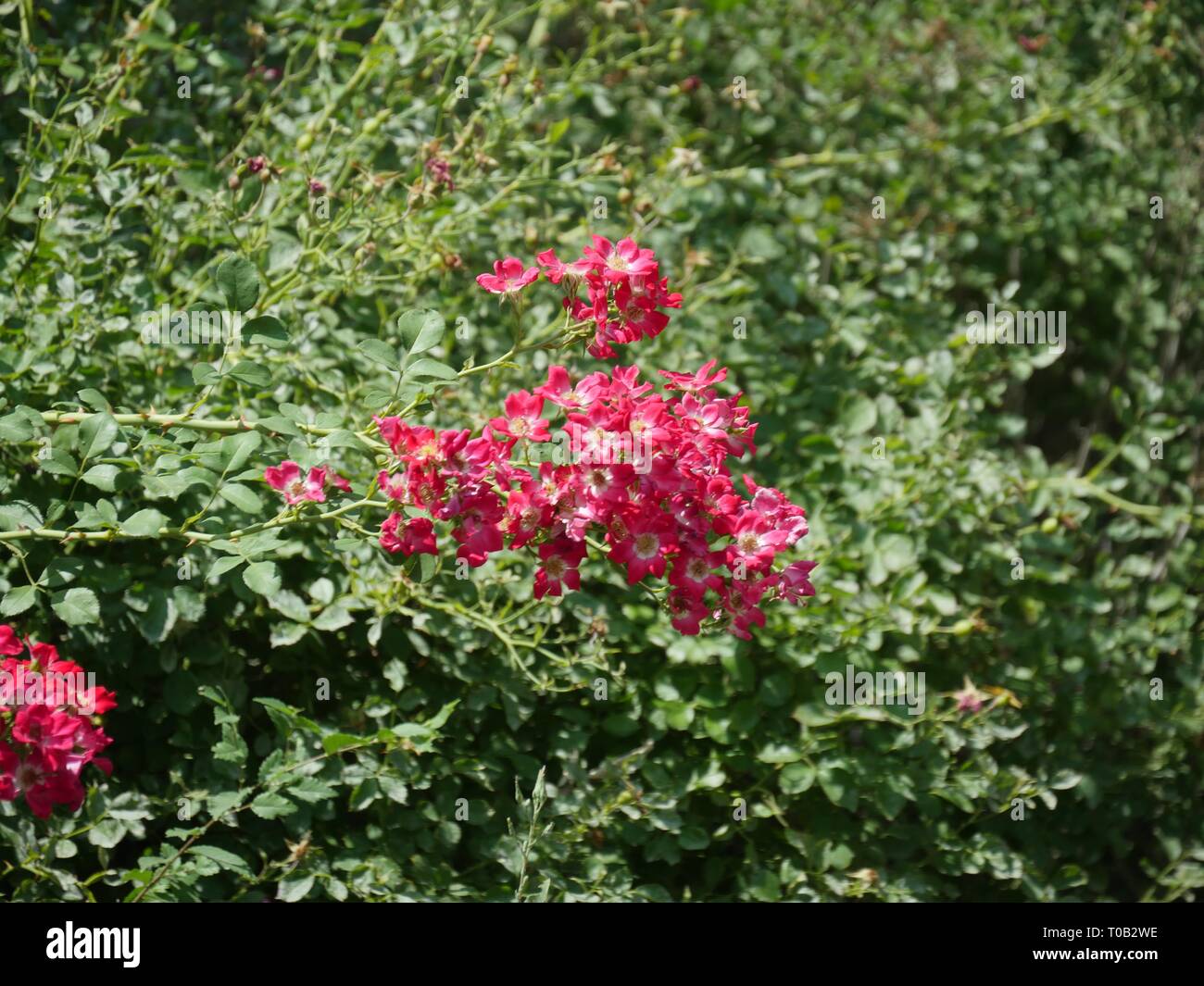 Small cluster of roses with a background of green leaves Stock Photo ...
