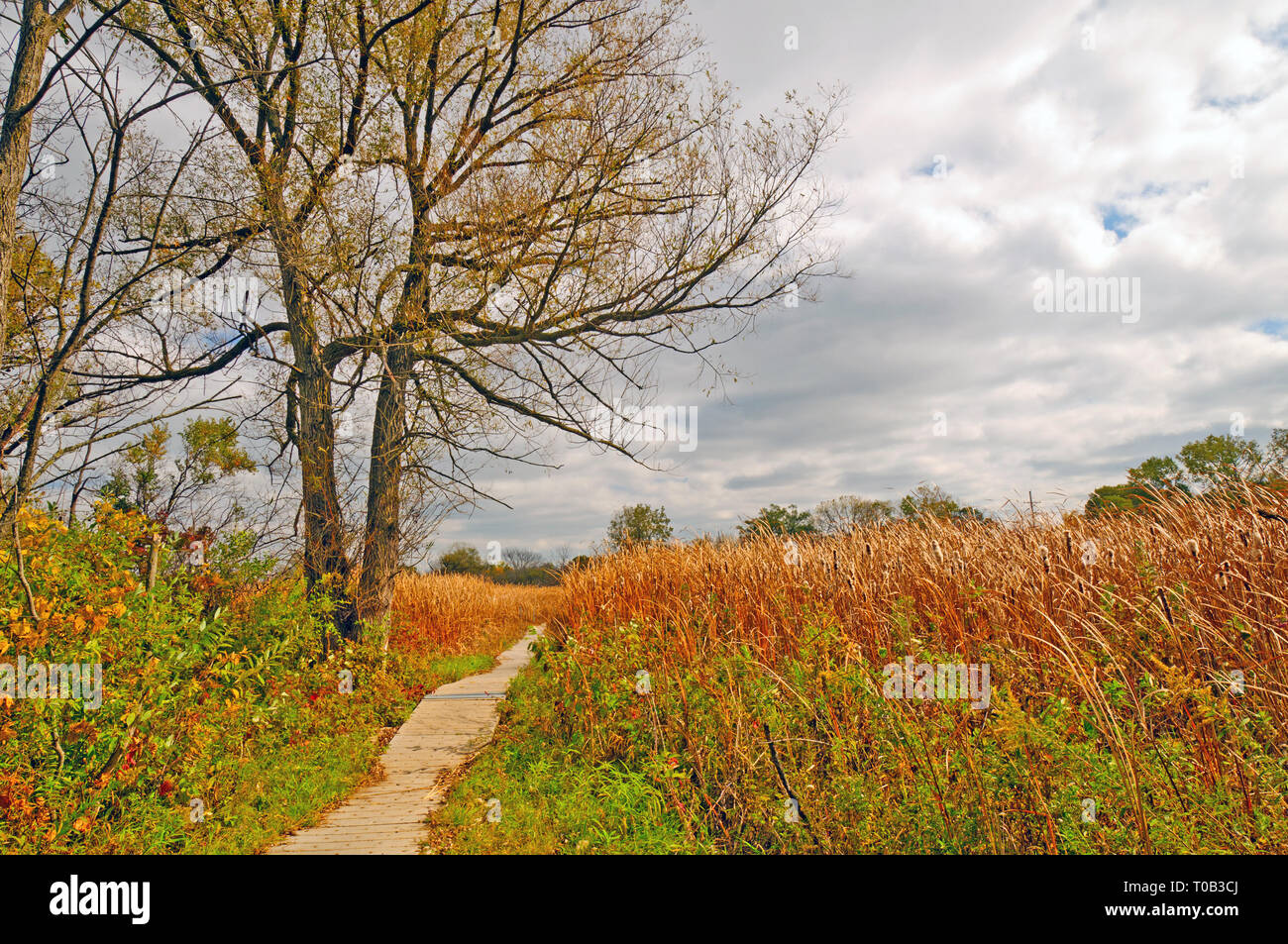 Boardwalk into marshland in Volo Bog State Natural area in Illinois Stock Photo