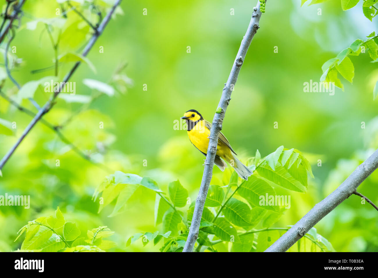 Adult male Hooded Warbler Stock Photo Alamy