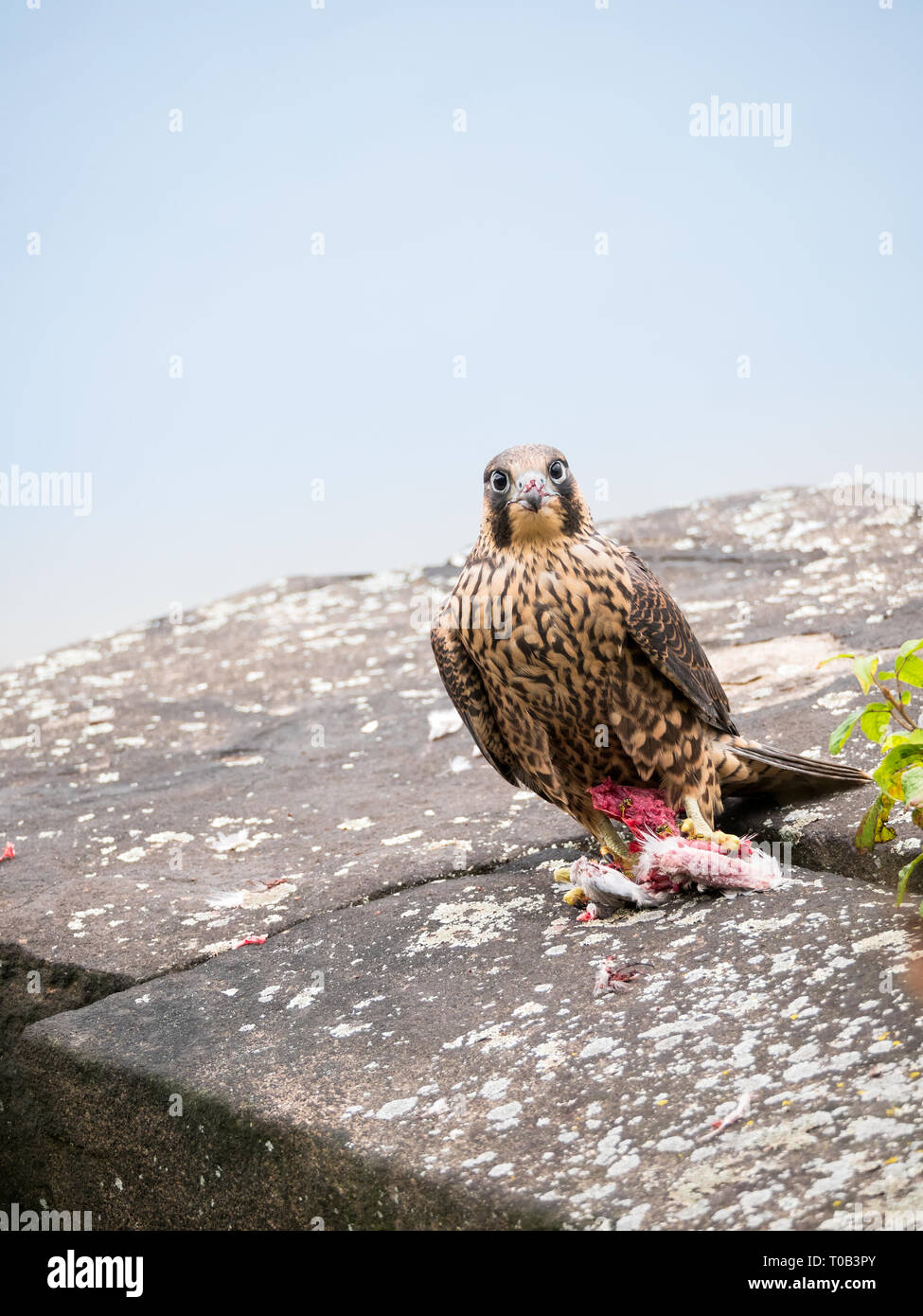 Juvenile / young Peregrine Falcon Stock Photo - Alamy