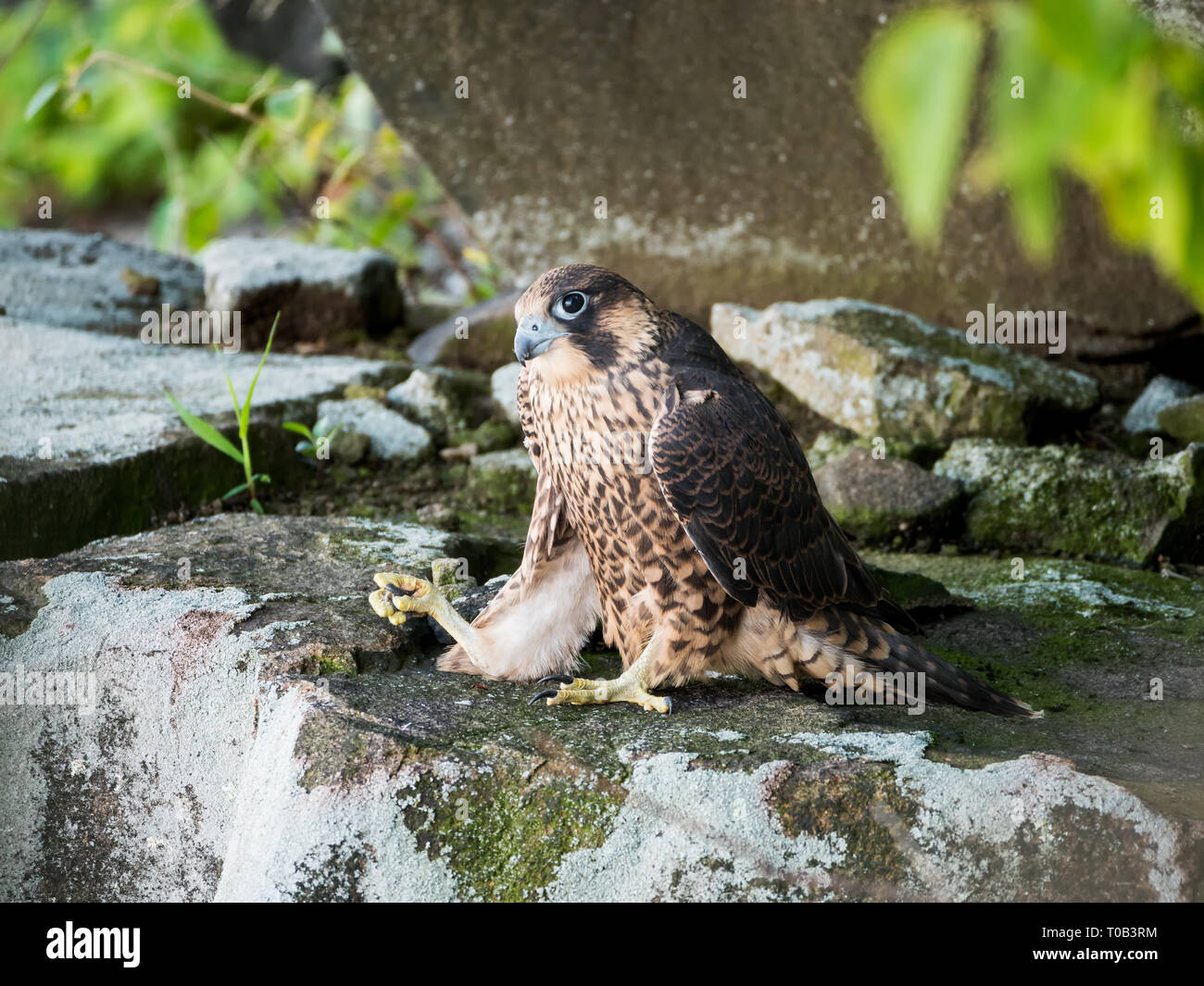 Juvenile / young Peregrine Falcon Stock Photo - Alamy