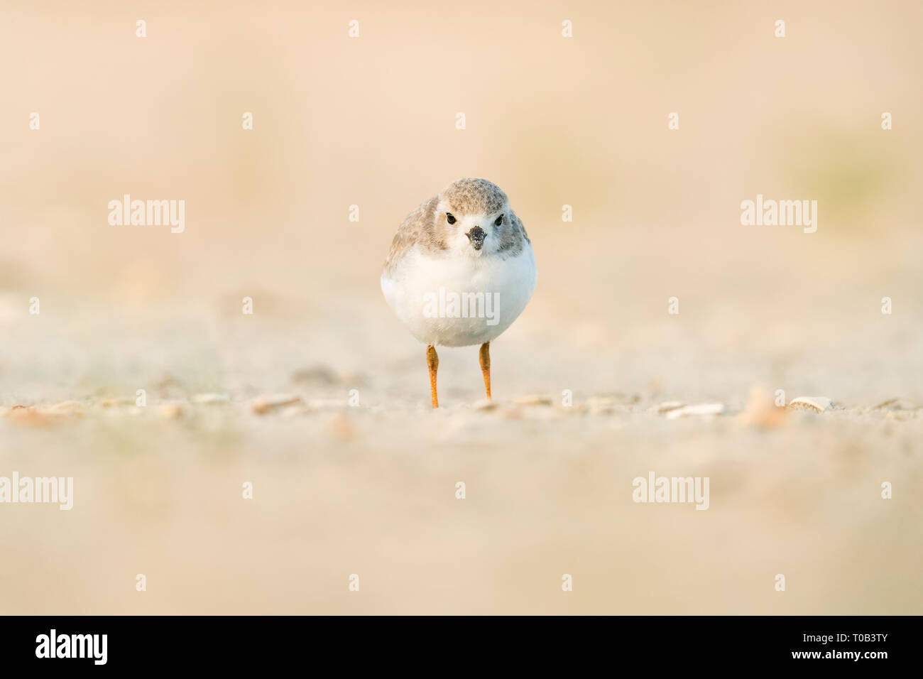 Juvenile Piping Plover standing straight on Stock Photo
