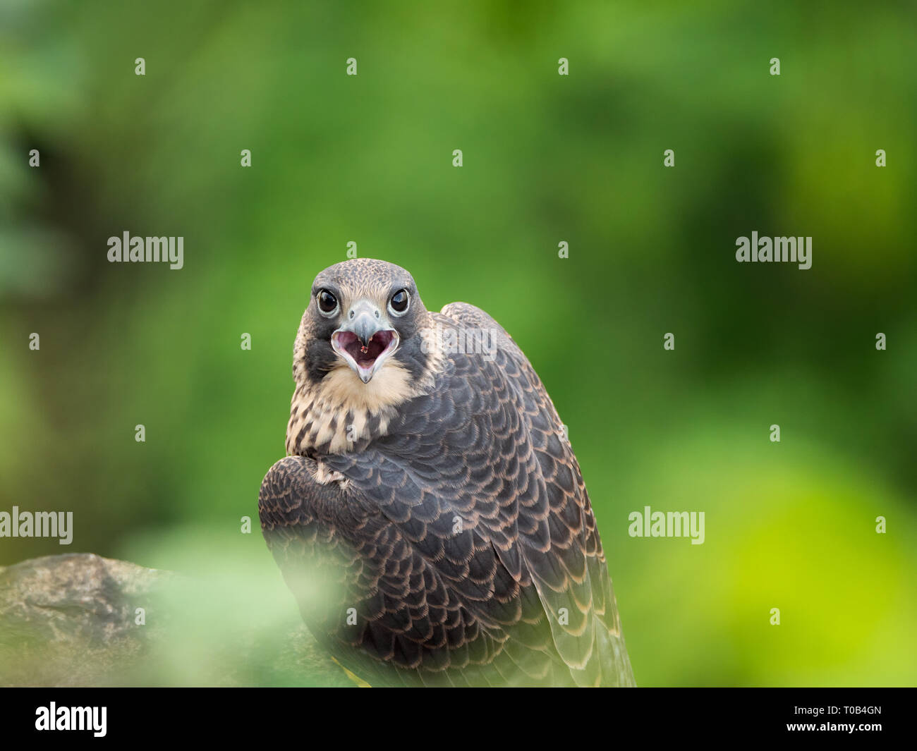 Juvenile / young Peregrine Falcon Stock Photo - Alamy