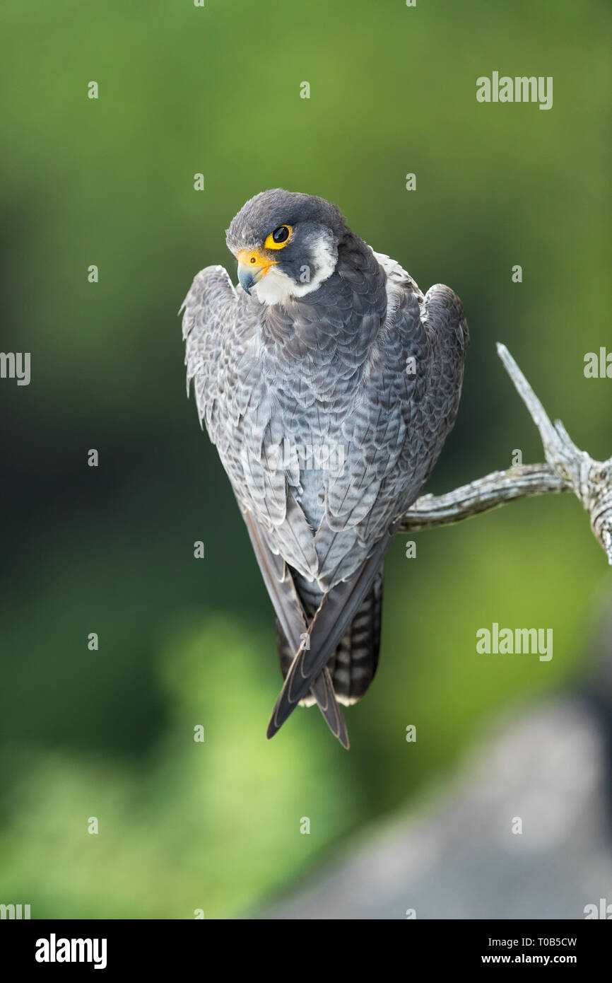 Look from above on an adult Peregrine Falcon perched on a branch with green background Stock Photo