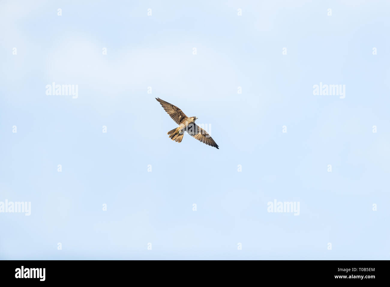 Juvenile Peregrine Falcon In Flight Stock Photo 241190956