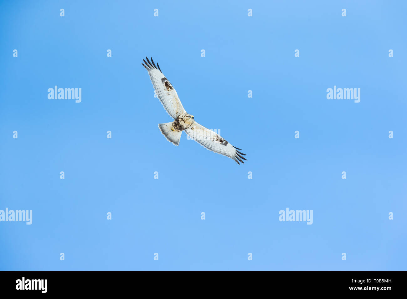 Rough-legged hawk light-morph flying over with its wings widespread - showing its underwings Stock Photo