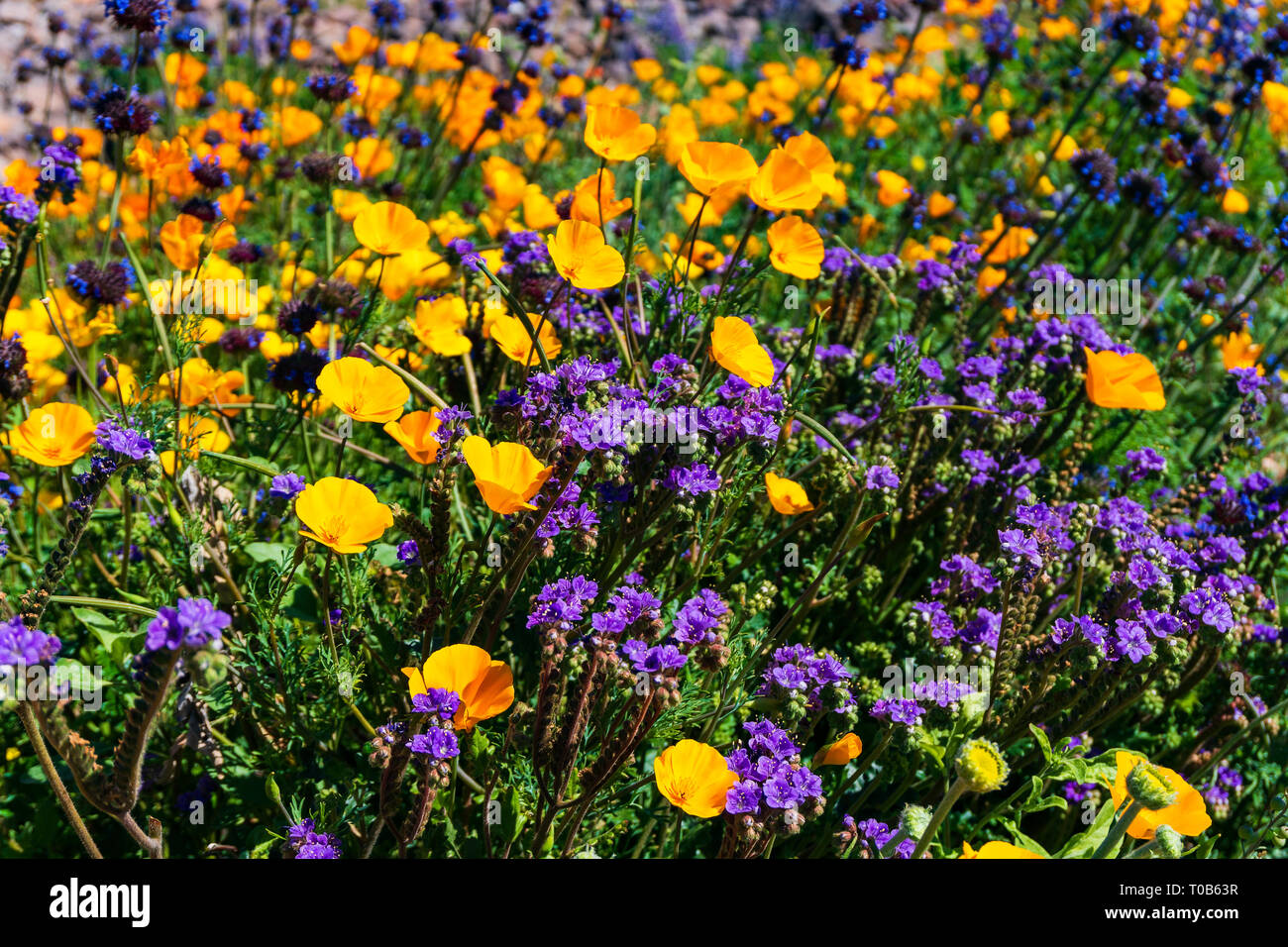 Colorful Scorpionweed and Mexican Gold Poppies in the desert near
