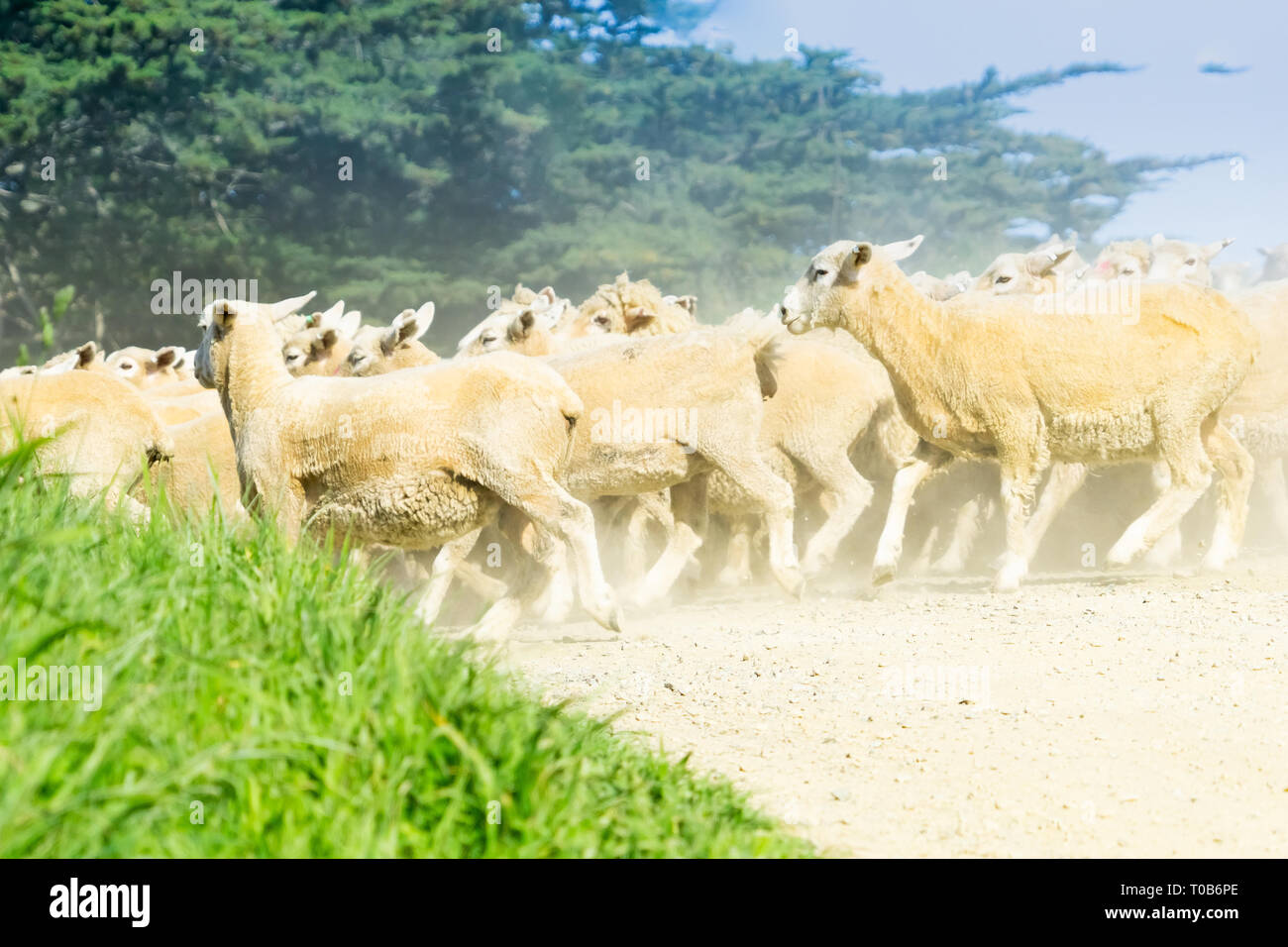MOERAKI NEW ZEALAND - OCTOBER 23 2018; Through dust and haze kicked up by flock of sheep being moved along country road. Stock Photo