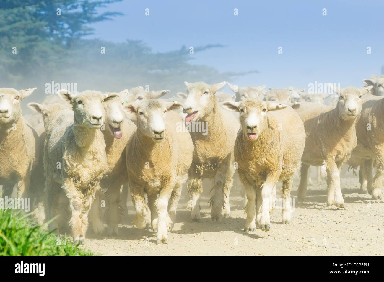 MOERAKI NEW ZEALAND - OCTOBER 23 2018; Through dust and haze kicked up by flock of sheep being moved along country road. Stock Photo