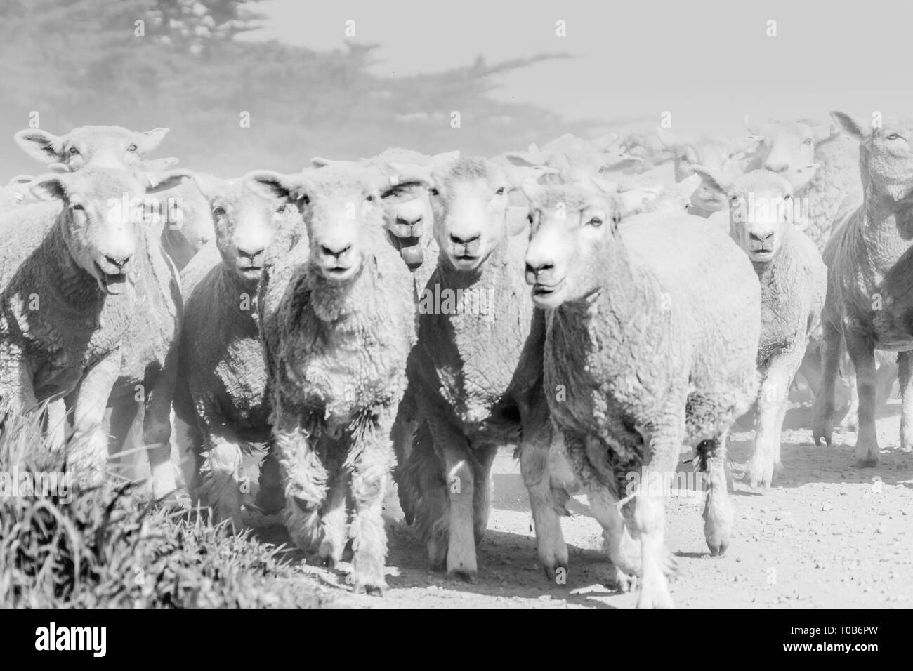 Black and white image through dust and haze kicked up by flock of sheep being moved along country road. Stock Photo
