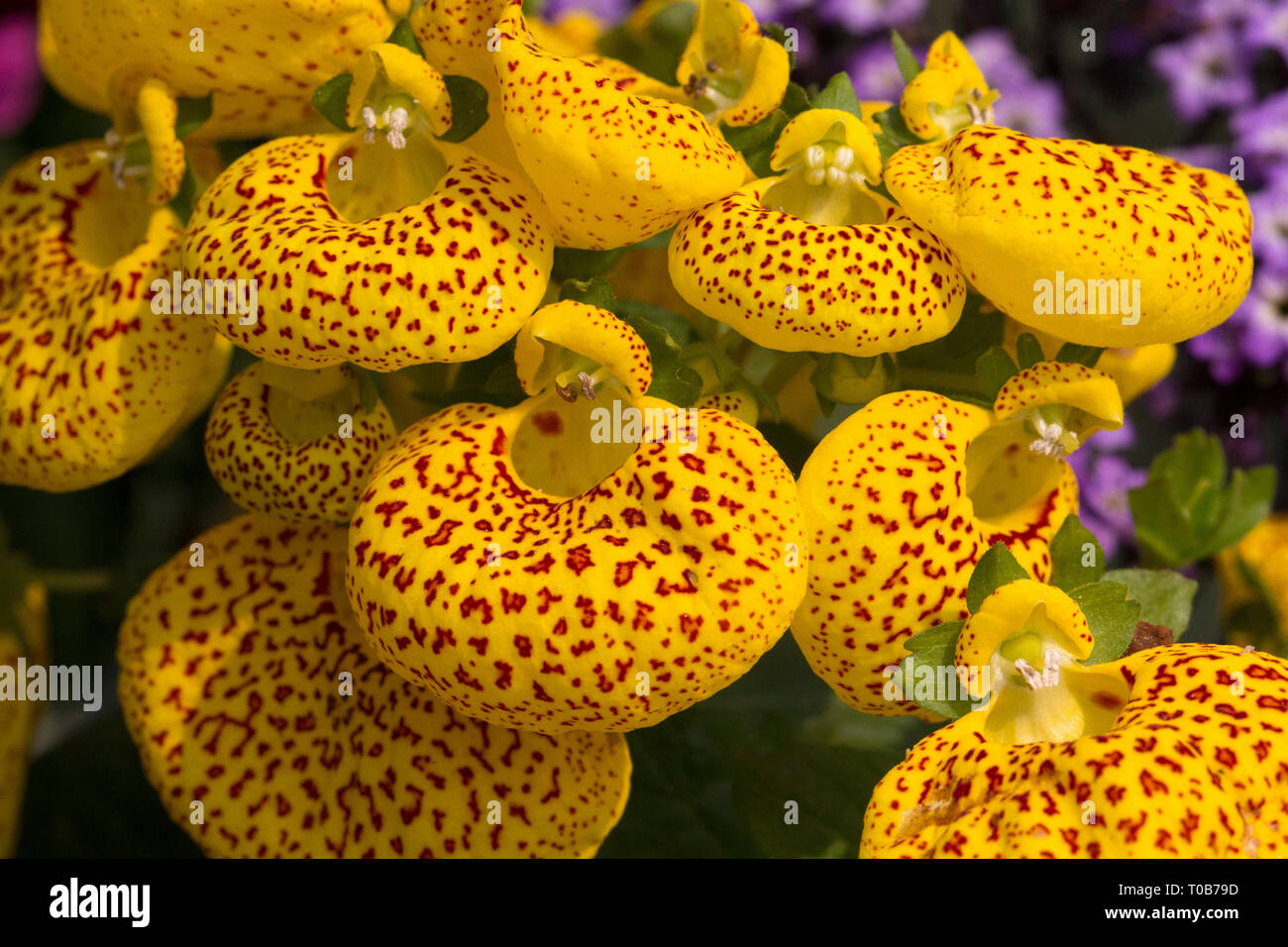 Closeup of Calceolaria Flower, Macro Photography. Stock Photo