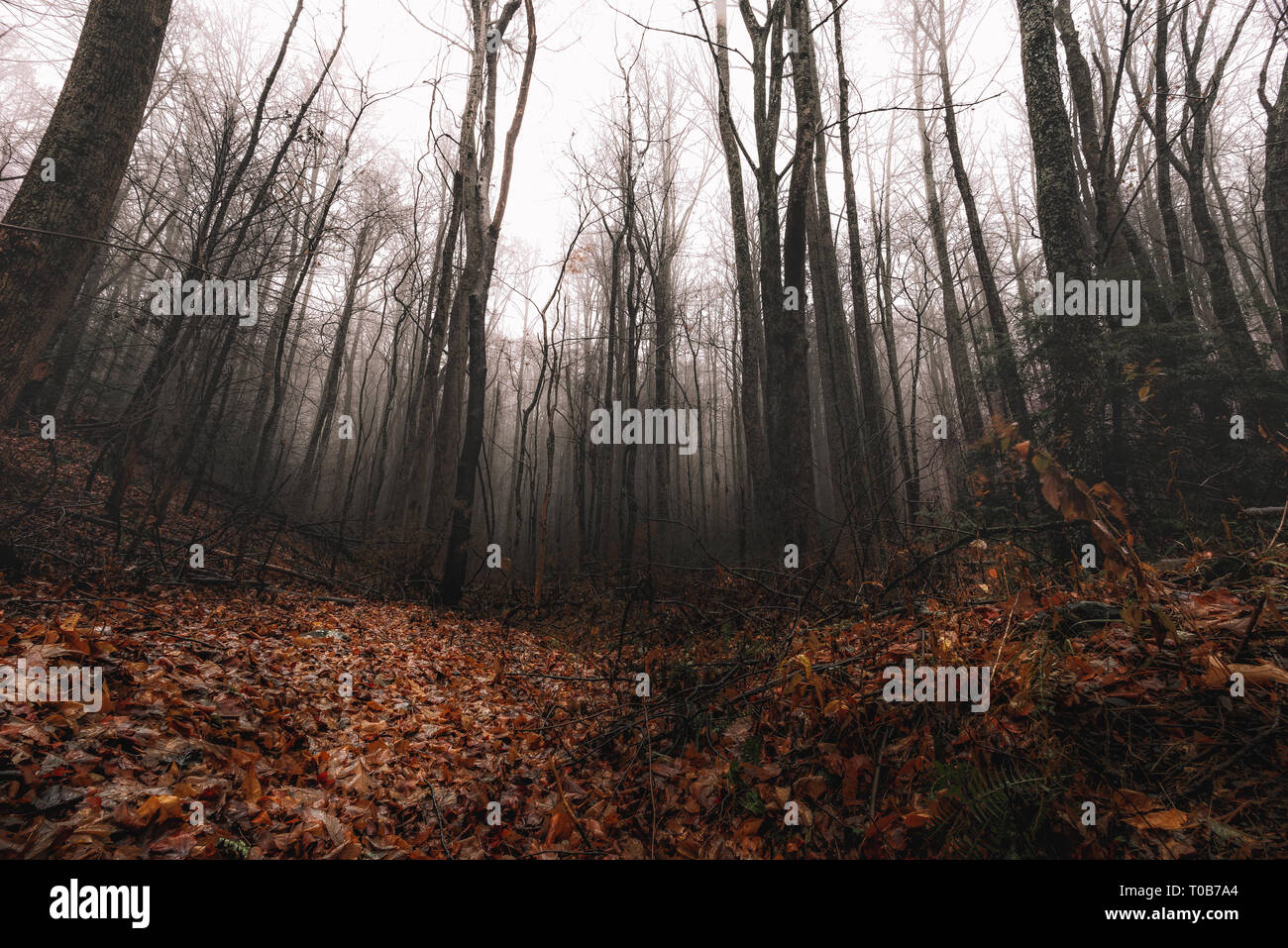 Dying trees hires stock photography and images Alamy