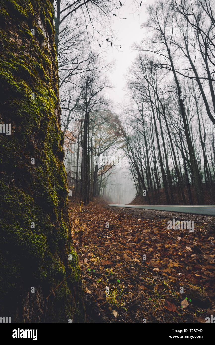 Fog covered trees hi-res stock photography and images - Alamy