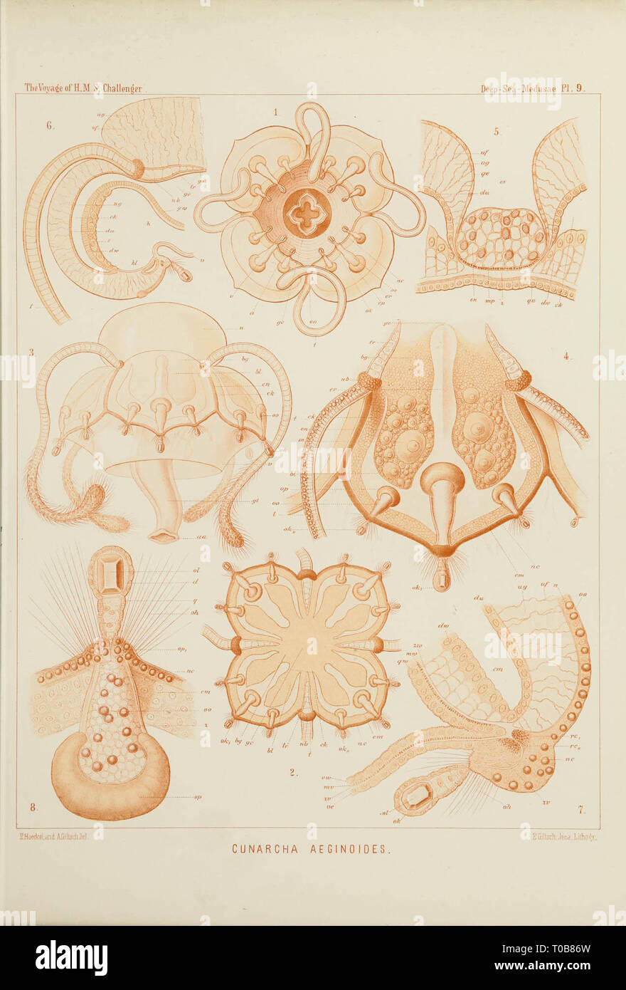 From Report on Deepsea Medusae dredged by Challenger during the Years Challenger Expedition reports Ernst Haeckel PDChallenger Report Uploaded with Report on the DeepSea Medusae Ptychogastria polaris Stock Photo