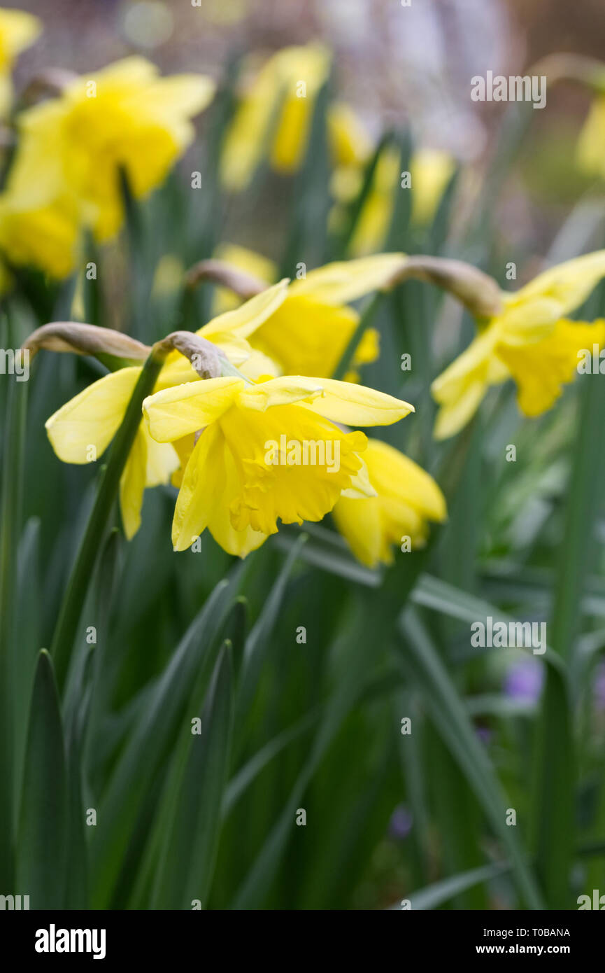 Narcissus in an English garden. Stock Photo