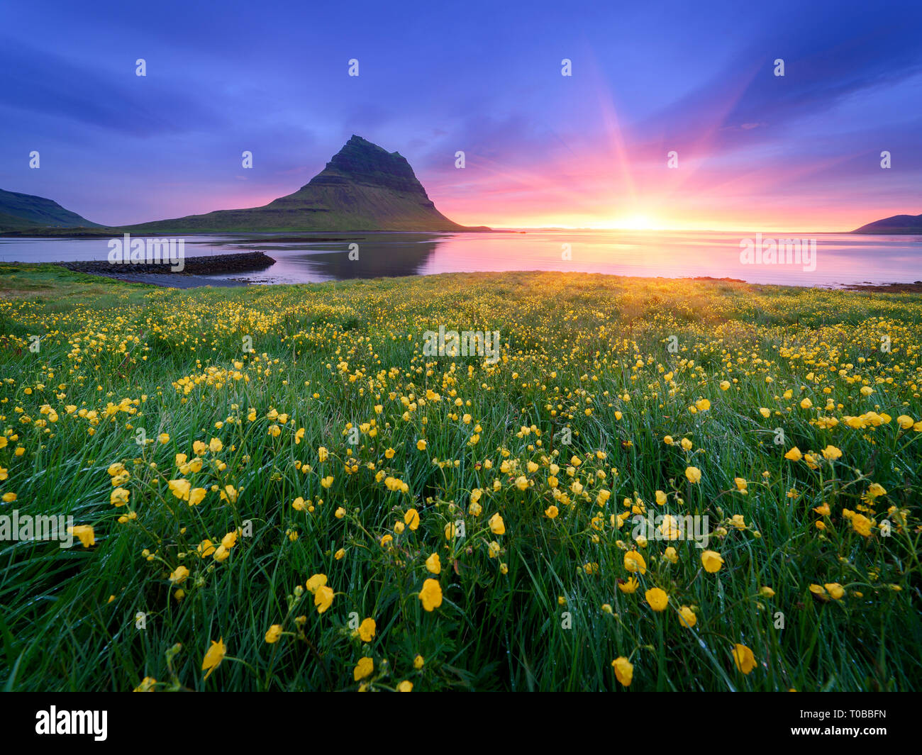 Landscape With A Beautiful Sunrise And The Mountain Yellow Flowers In The Lush Grass In A Meadow Tourist Attraction Iceland Kirkjufell Mountain Nea Stock Photo Alamy