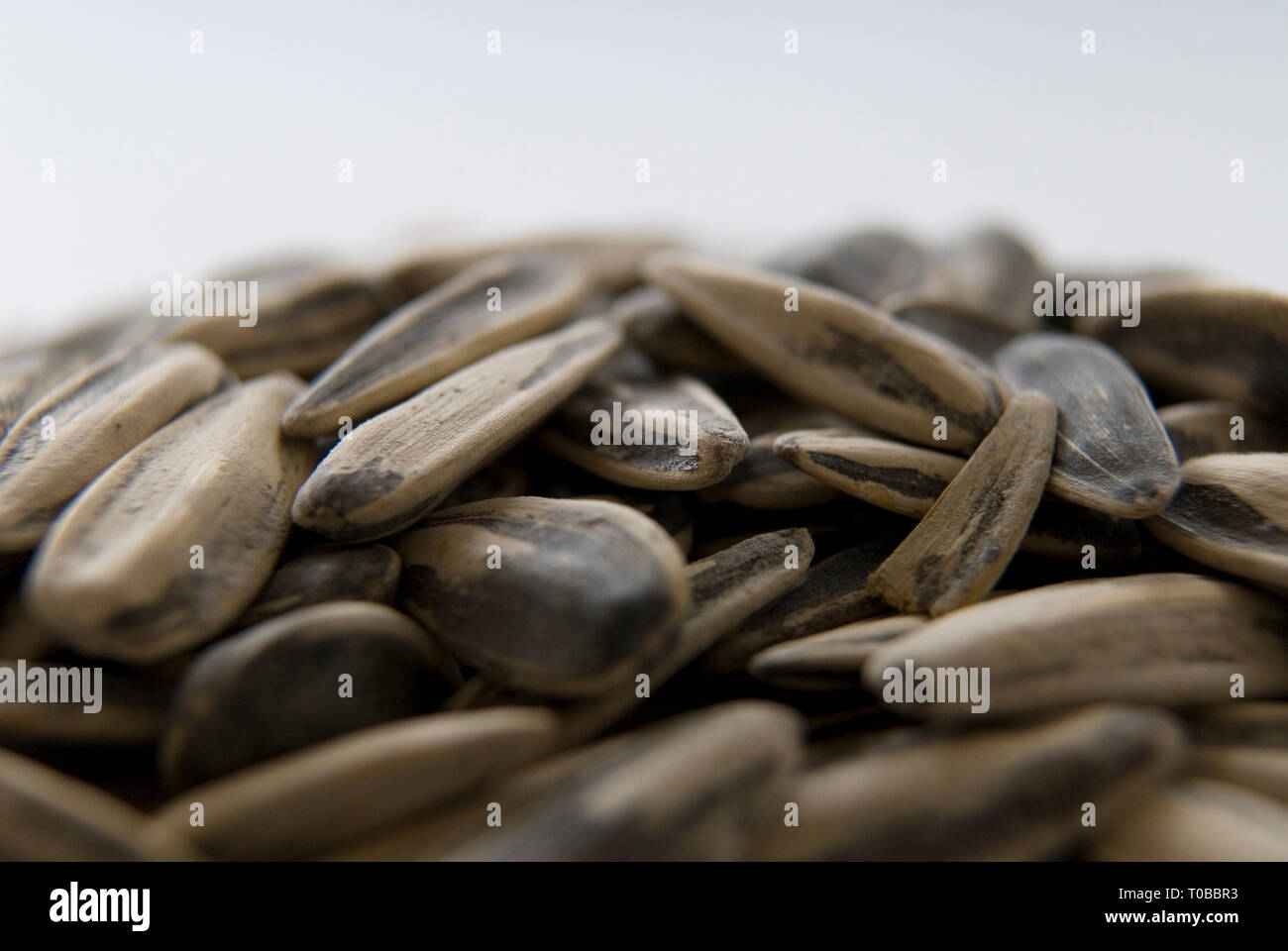 Closeup studio shot shows pile of sunflower seeds with blurred background. Stock Photo