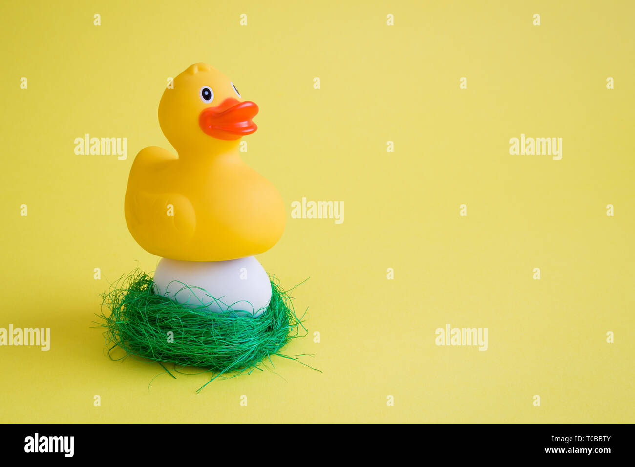 Duck egg hatching hires stock photography and images Alamy