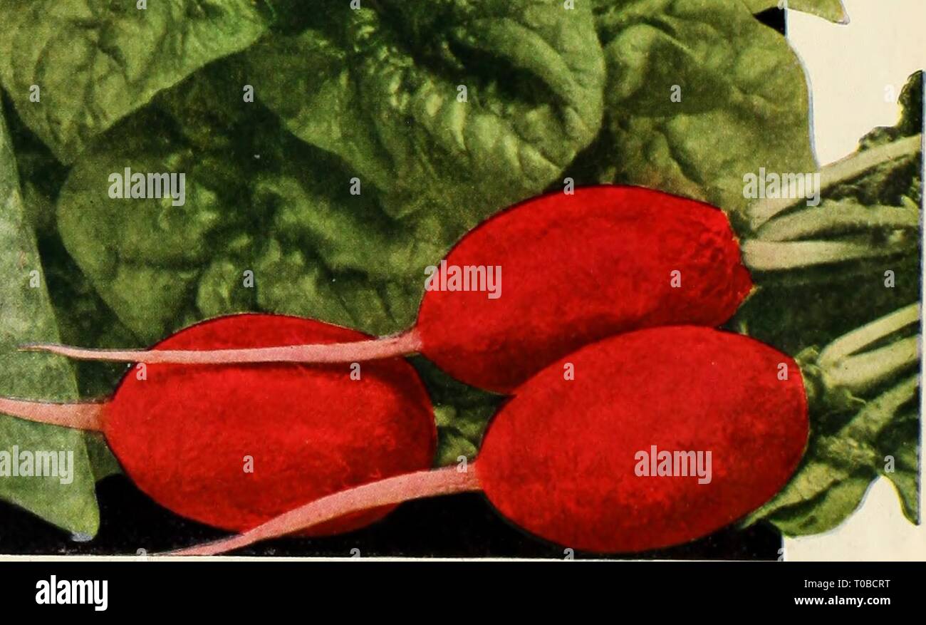 Red Globe Radish High Resolution Stock Photography And Images Alamy
