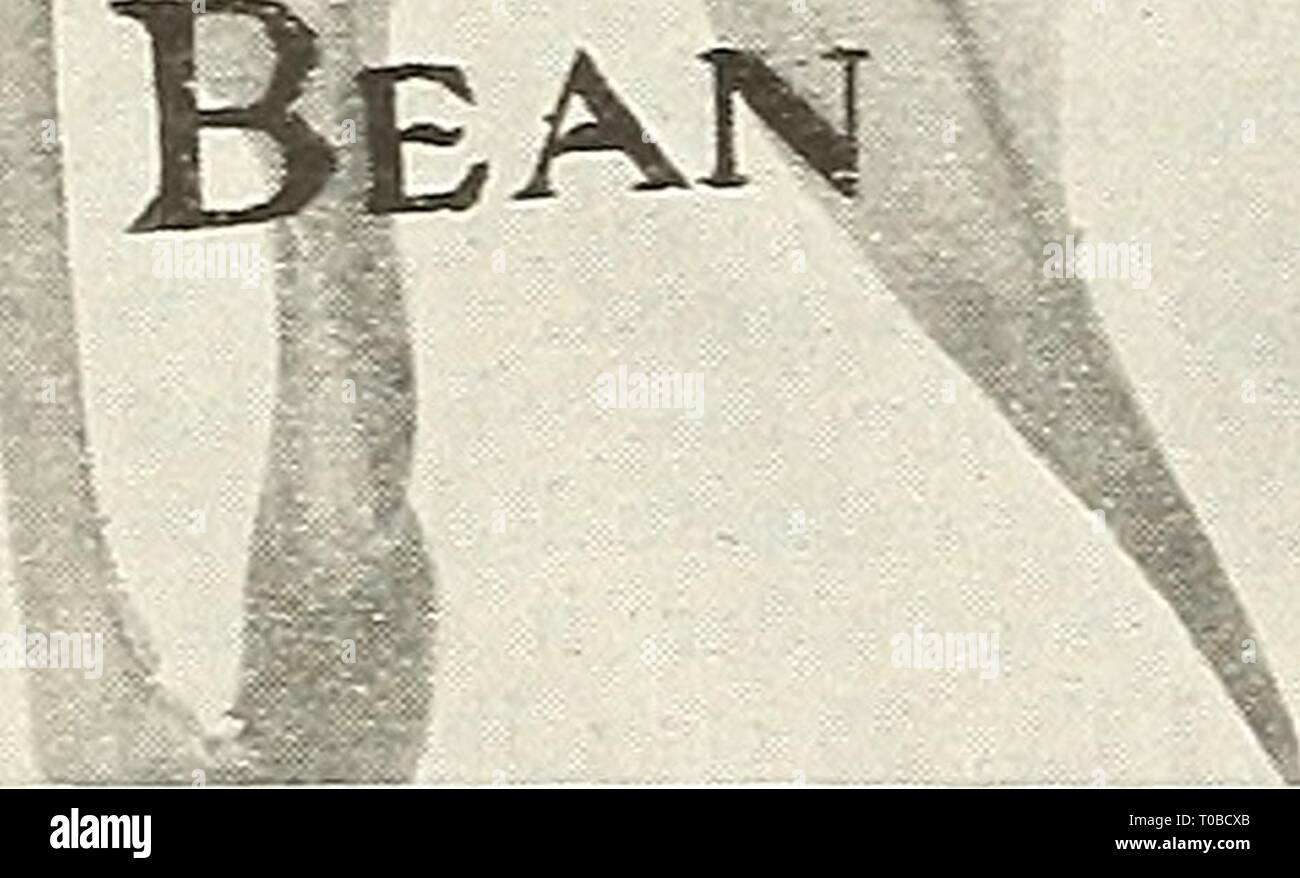 Dreer's garden book 1922 (1922) Dreer's garden book 1922 dreersgardenbook1922henr Year: 1922  Culture.—Beans are somewhat tender, but it often pays to take some risks. Plant in warm, loamy soil at the beginning of settled warm weather in spring, and at intervals for succession until August. Rows may be made 2 feet apart, and the Beans planted a few inches apart in the drills, or 3 or 4 Beans in hills 6 to 8 inches apart. Cultivate and hoe frequently, always, how- ever, -when the vines are perfectly dry. In hoeing draw the soil up towards the rows of plants. For string Beans gather the pods cle Stock Photo