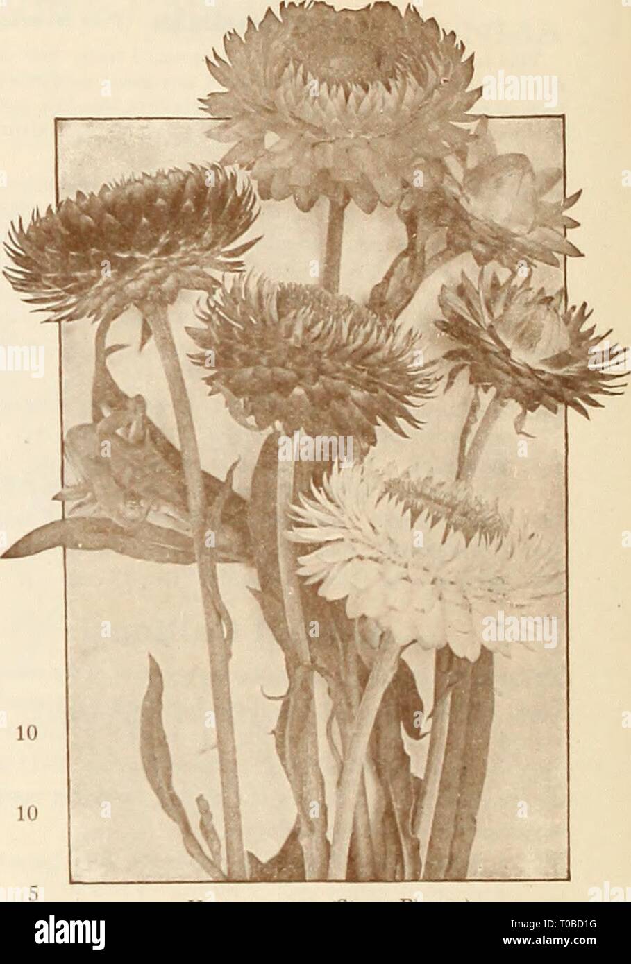 Dreer's garden book 1925 (1925) Dreer's garden book 1925 dreersgardenbook1925henr 0 Year: 1925  /flEBRyAJREElt^ RELIABLE FLOWER SEEDS, &gt;HILSHEIiPHRlk HelianthuS (SunOower) Remarkable for the stately growth, size and brilliancy of their flowers, making a very good effect among shrubbery and for screens. Annual Sunflowers The annual Sunflowers are indispensable for cutting. Sown on a sunny spot in April or May they come into bloom early in summer, and keep up a constant supply of flowers until cut down by frost. PER PKT. 2696 Cucumerifolius {Miniature Sunflower). Small, single, rich yellow f Stock Photo