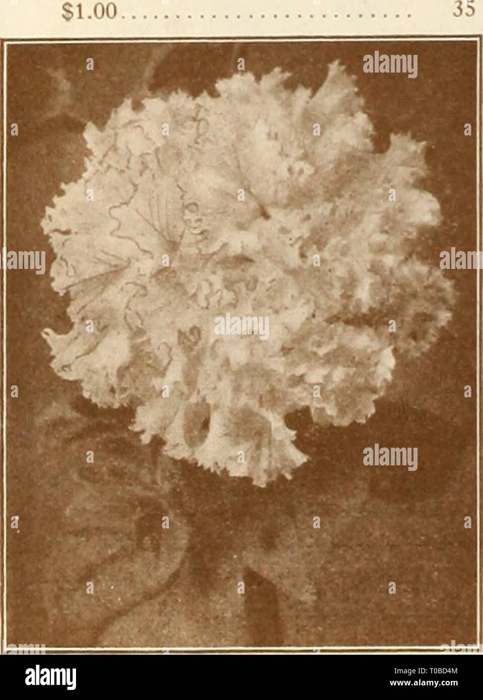 Dreer's garden book 1925 (1925) Dreer's garden book 1925 dreersgardenbook1925henr 0 Year: 1925  ISalco.nv Petu.si.xs 3587 Double Large-flowering. Beautiful varieties in mixture. This is grown for us by a Euro- pean specialist. Per 500 seeds, SI.00. Balcony Petunias . splendid large and free flowering type either for window boxes, vases, hanging baskets, etc., the flowers average 3 inches across and make a very effective display over a long season. (See cut.)    Dreer's Superb Double-fringed Petunia 3555 Balcony Blue. Velvety indigo blue SO 20 3556 Balcony Rose. Brilliant rose-pink; very effec Stock Photo