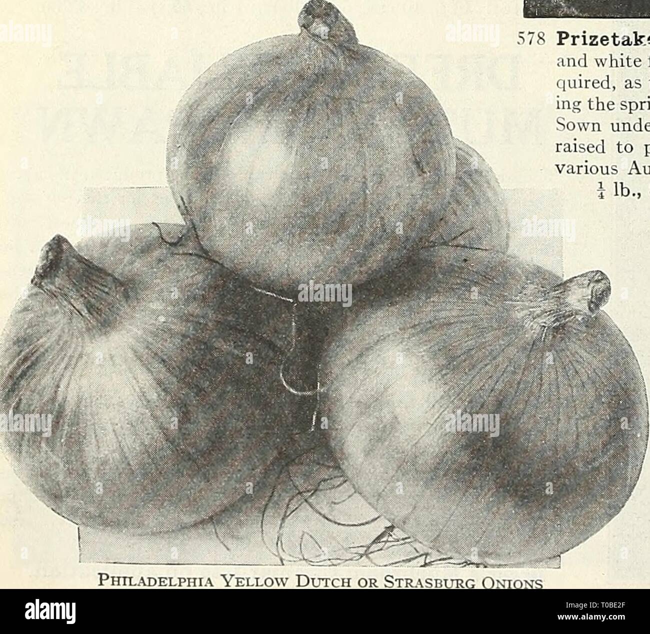 Dreer S Garden Book 1929 1929 Dreer S Garden Book 1929 Dreersgardenbook1929henr Year 1929 32 Fleira L Imial1iqrfllatsl Al Tpi Jjil T Gt H Ognon Fr Cebolla Sp Dreer S Choice Onion Seed One Ounce Of Onion Seed For 100 Feet Of Drill Dreer S Garden Book 1929 1929 Dreer S Garden Book 1929 Dreersgardenbook1929henr Year 1929 32 Fleira L Imial1iqrfllatsl Al Tpi Jjil T Gt H Ognon Fr Cebolla Sp Dreer S Choice Onion Seed One Ounce Of Onion Seed For 100 Feet Of Drill