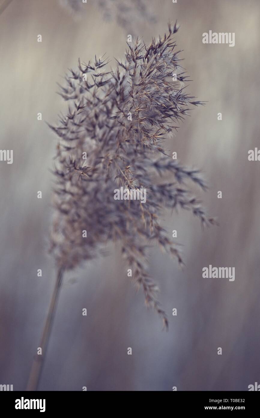 Common reed flower Stock Photo Alamy