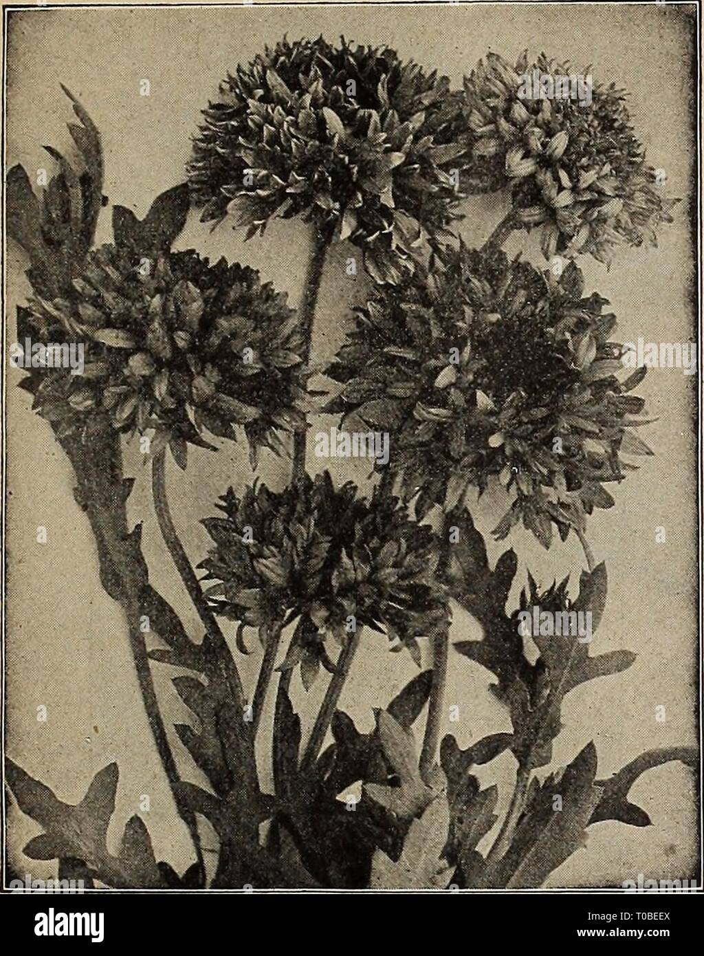 Dreer's garden book 1920 (1920) Dreer's garden book 1920 dreersgardenbook1920henr Year: 1920  KEMRTADREER-PHILADELPHIA-PA REllABlEf LOWER SEEDS 43    Gaillardia Picta Double-flowering PER PKT. EUPATORIUM (Thorough Wort) Strong-growing, hardy perennials, well suited for naturalizing, and deserve a place in every hardy border; they will grow and thrive in almost any situation; will flower the first year if sown 2530 early. 2442 Ageratoides. A very useful variety, growing 3 to 4 feet high, with dense heads of minute white flowers from August to October 10 2443 Coelestinum. One of the best blue pe Stock Photo