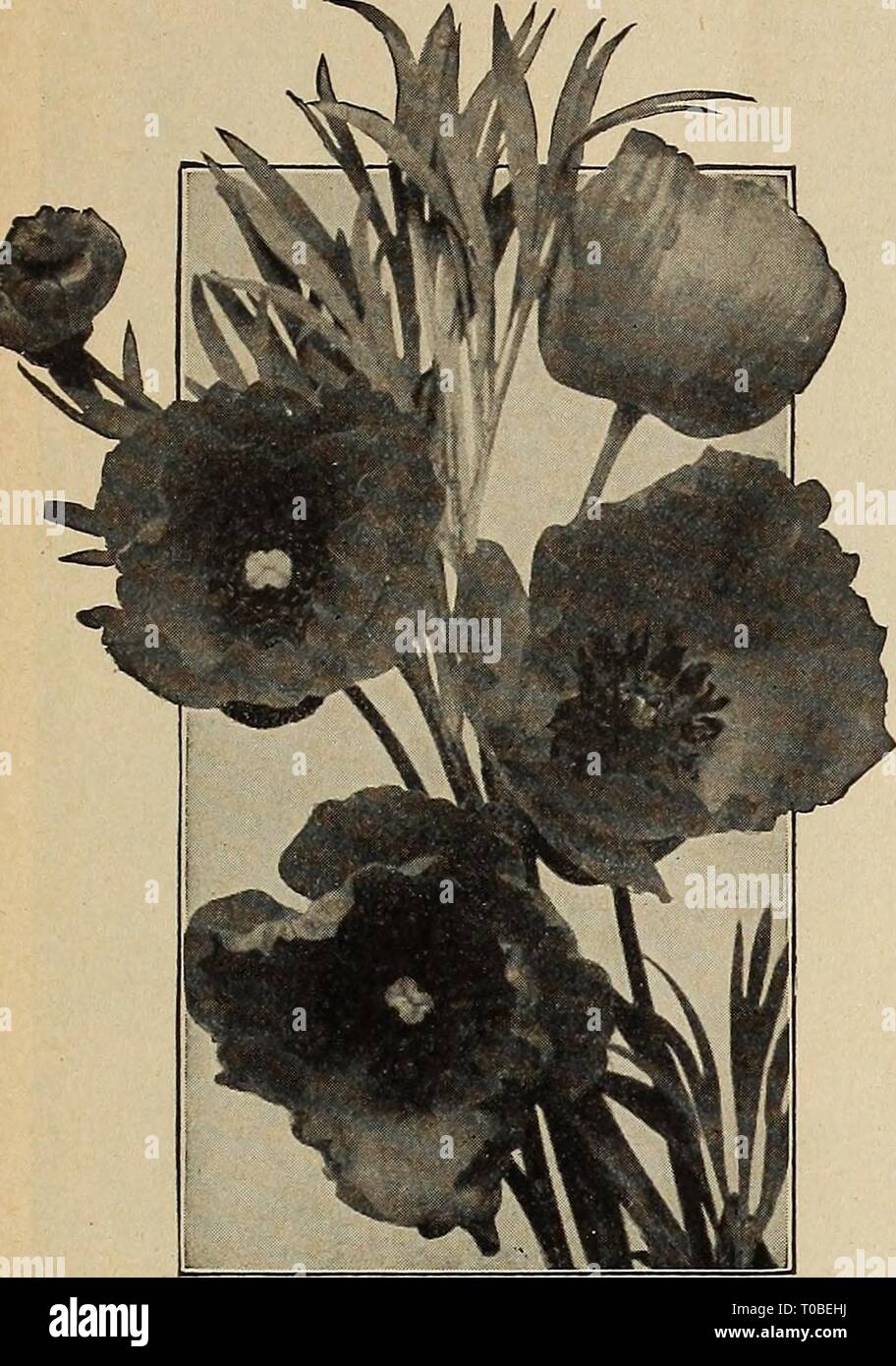 Dreer's garden book 1920 (1920) Dreer's garden book 1920 dreersgardenbook1920henr Year: 1920  45    HUNNKMANNIA HONESTY I]tIP.A. jnE&lt;3*S (Sultan's or Zanzibar Balsam) Charming plants for the decoration of the greenhouse or dinner table, producing bright, waxy-looking flowers profusely and almost continuously. The young seedlings should be carefully handled, as they are exceedingly brittle at the outset. per pkt. 2842 Sultani. Flowers of brilliant rosy-scarlet color 25 2845 Holstii Hybrids. Forms strong bushy plants, about 2 feet high, covered with attractive flowers; when grown as pot plant Stock Photo