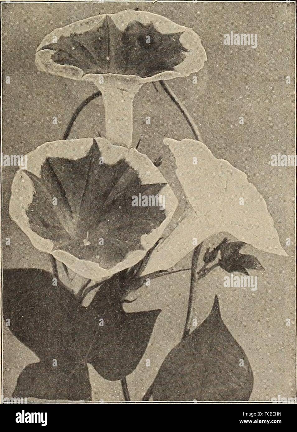 Dreer's garden book 1920 (1920) Dreer's garden book 1920 dreersgardenbook1920henr Year: 1920  HUNNKMANNIA HONESTY I]tIP.A. jnE&lt;3*S (Sultan's or Zanzibar Balsam) Charming plants for the decoration of the greenhouse or dinner table, producing bright, waxy-looking flowers profusely and almost continuously. The young seedlings should be carefully handled, as they are exceedingly brittle at the outset. per pkt. 2842 Sultani. Flowers of brilliant rosy-scarlet color 25 2845 Holstii Hybrids. Forms strong bushy plants, about 2 feet high, covered with attractive flowers; when grown as pot plants, the Stock Photo