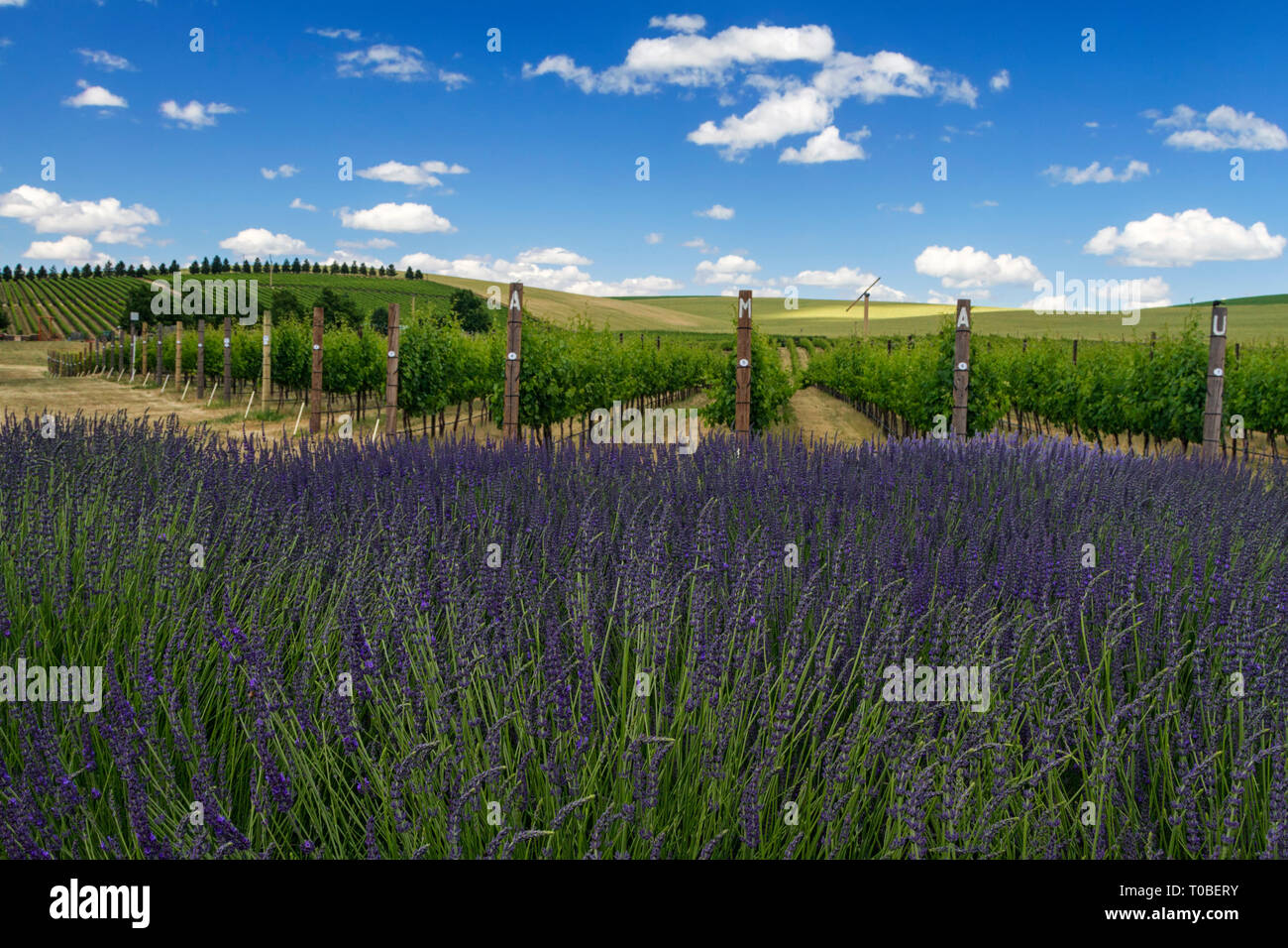 Rolling hills, lavendar and vinyards. Is this Italy you ask, close, it is Walla Walla Washington.   While killing some time in Walla Walla, waiting fo Stock Photo