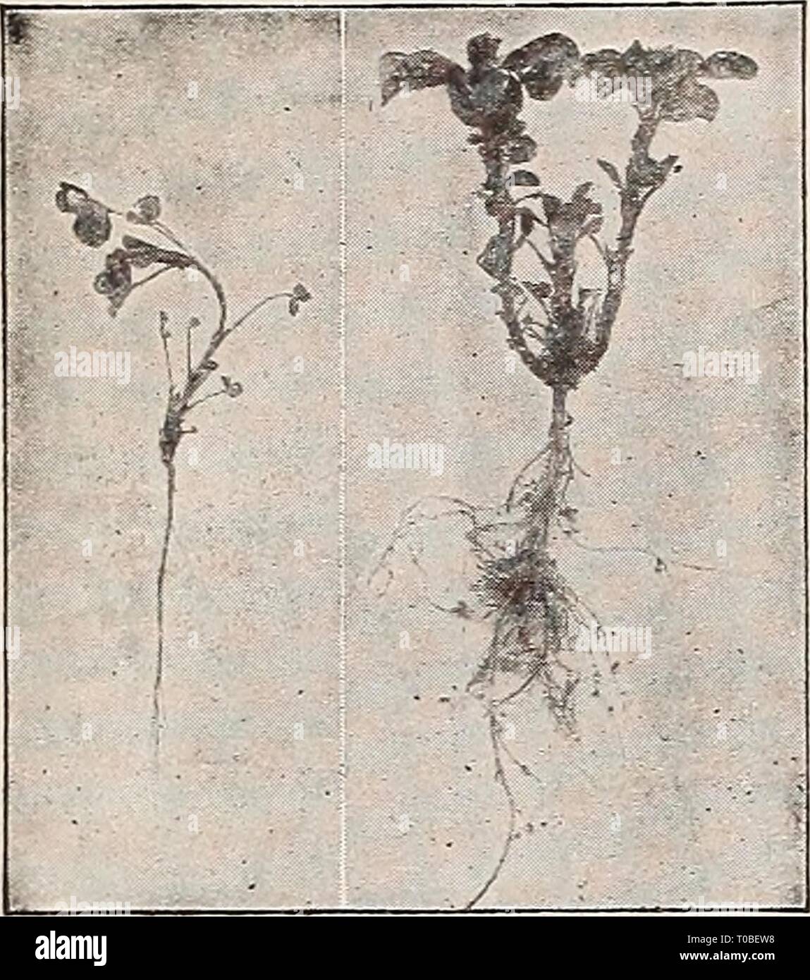 Dreer's garden book 1917 (1917) Dreer's garden book 1917 dreersgardenbook1917henr Year: 1917  50 Or [HfflKTADRBR fflllADELPIflA-^M GARDEh REQUISITES- Inoculating Cultures for Leguminous Crops NITROGEN GATHERING BACTERIA FOR    ALFALFA CRIMSON CLOVER SWEET CLOVER WHITE CLOVER RED CLOVER ALS1KE CLOVER SWEET PEAS GARDEN PEAS GARDEN BEANS LIMA BEANS VELVET BEANS LUPINS Uninoculated ALFALFA Inoculated BURR CLOVER COW PEAS SOY BEANS CANADA FIELD PEAS PEANUTS VETCH And all other pod-growing plants called legumes, enrich the soil through the action of bacteria growing upon their roots. These bacteria  Stock Photo
