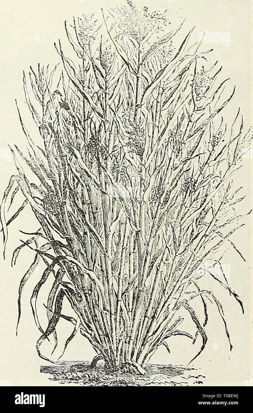 Dreer's garden book 1922 (1922) Dreer's garden book 1922 dreersgardenbook1922henr Year: 1922  ^'&gt; German, or Golden Millet [Panicvm Oermanicum). (See cut.; A valuable annual hay and fodder crop. Sow 1 bushel to the acre. Bushel (50 lbs.), write for price. Hungarian Hillet [Panicum Hungariensis). An annual forage plant, early and productive, growing 2 to 3 feet high. Sow 1 bushel to the ac;e. Bushel (48 lbs.), write for price. Egyptian, or East India Pearl Millet (Penicillaria spicuta). Grows from 8 to ]0 feet high. For fodder, sow 5 pounds in drills 3 feet apart, thin out in rows to 1 foot  Stock Photo