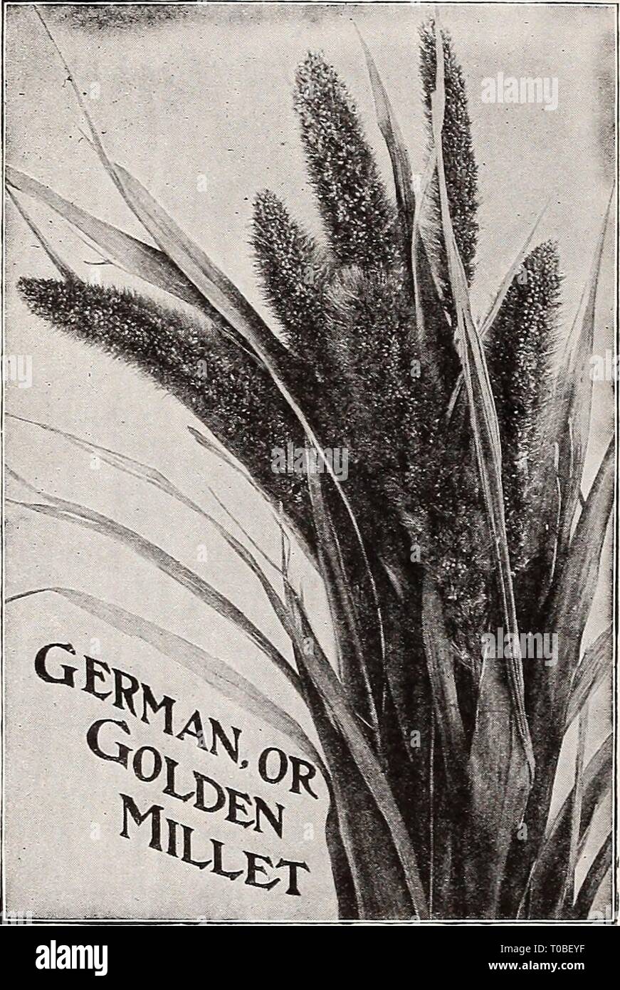 Dreer's garden book 1921 (1921) Dreer's garden book 1921 dreersgardenbook1921henr Year: 1921  50 HENRTADREER -PHIIADELPHIAM-^ RELIABLE FARM SEEDS FIELD, FORAGE AND SILO SEEDS Prices of all Farm Seeds are f. o. b. Philadelphia and subject to market changes MILLET German, or Golden Millet {Panicum Oermanicum). (See cut.) A valuable annual hay and fodder crop. Sow 1 bushel to the acre. Bushel (50 lbs.), write for price. Hungarian Millet {Panicum Hungariensis). An annual forage plant, early and productive, growing 2 to 3 feet high. Sow 1 bushel to the acre. Bushel (48 lbs.), write for price. Egypt Stock Photo