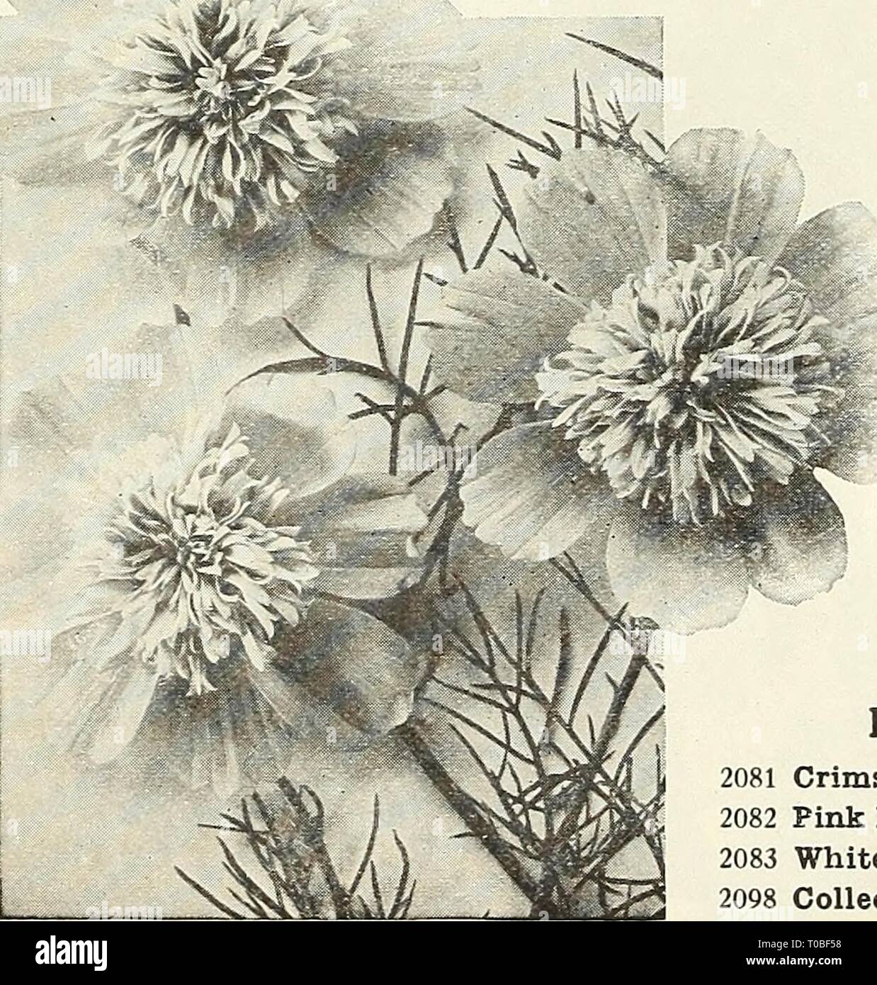 Dreer's garden book 1928 (1928) Dreer's garden book 1928 dreersgardenbook1928henr Year: 1928  Coreopsis Lanceolata Grandiflora Fl. Pl.    Early Double-flowertng Cosmos Cynoglossum Amabile (Chinese Forget-me-not) 2148 An annual recently introduced from China; of the easiest culture, forming strong plants about 18 inches high and producing through the summer months sprays of intense blue Forget-me-not-like flowers. A splendid addition to the comparatively short list of real blue flowers. Offered last year for the first time and have received numerous favorable reports. 15 cts. per pkt.; 40 cts.  Stock Photo