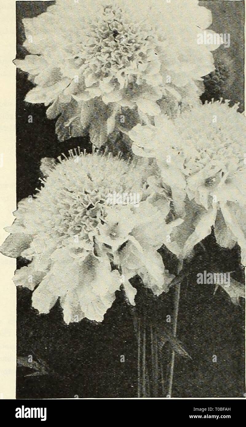 Dreer's garden book 1928 (1928) Dreer's garden book 1928 dreersgardenbook1928henr Year: 1928  58 /flEHKrADREEl SPECIALTIES IN FLOWER SEED/ 'HMDELPHM New Large Flowering Scabiosas (Mourning Bride) Three outstanding, very large flowering sorts that should be included in all gardens where high grade cut flowers are appreci- ated. For cultural notes see the general list on page 110. 3943 Azure Fairy. This is not new, but its very large flowers of lovely lavender blue are so artistic that any collection would be incomplete without it. 10 cts. per pkt.; 30 cts. per i oz. 3955 Peachblossom. A new ver Stock Photo