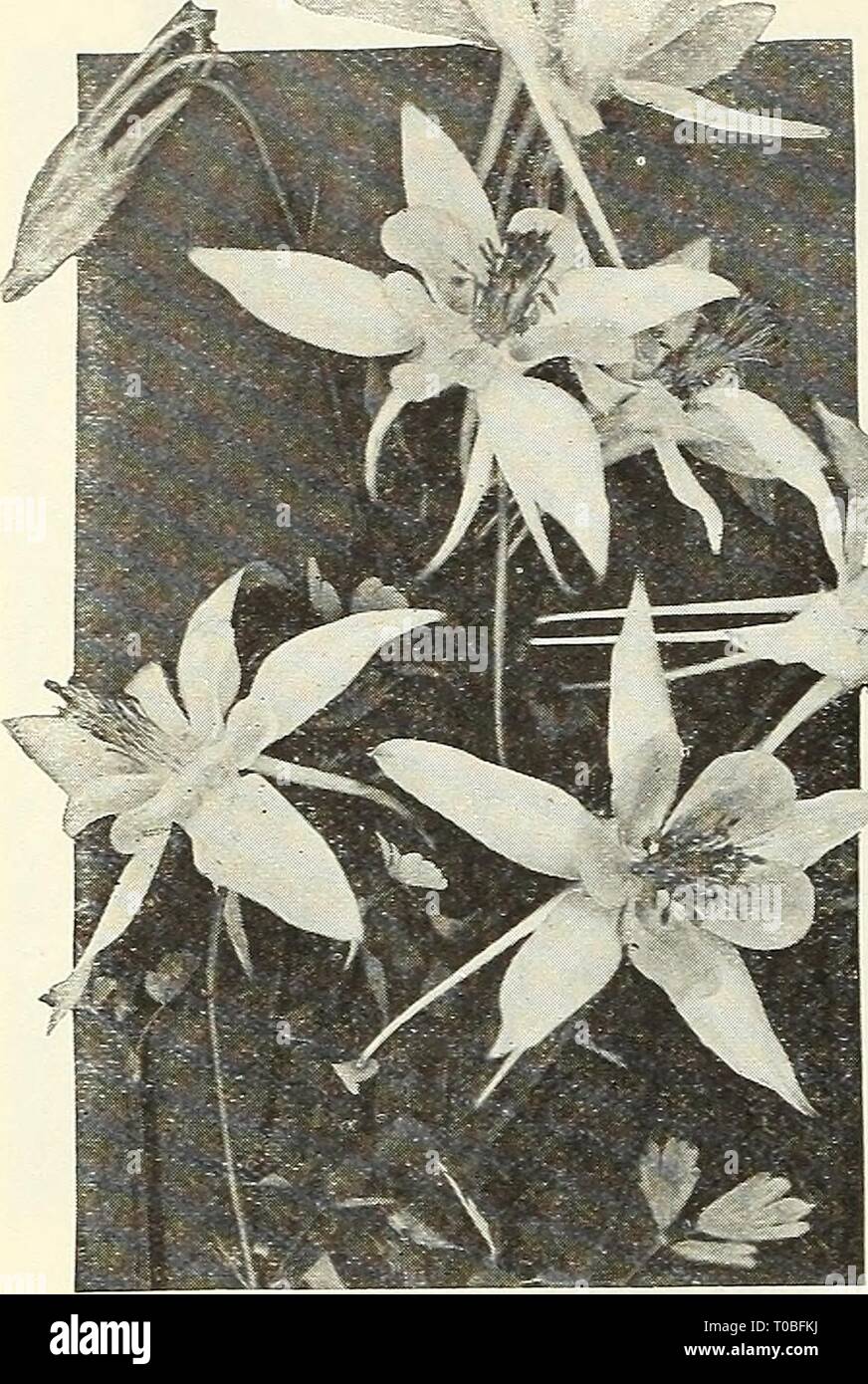 Dreer's garden book 1923 (1923) Dreer's garden book 1923 dreersgardenbook1923henr Year: 1923  66 /flEHEyABREEll^ RELIABLE FL0WEK SEEM i ^M:-    Dreer's Long-spurred Aquilegia (Columbine) ARABIS (Rock Cress) PER PKT. 1211 Alpina. A hardy per- ennial and one of the earliest and prettiest spring flowers. The spreading tufts are cov- ered with a sheet of pure white flowers as soon as the snow dis- appears. Unequalled for rockeries or edging; with- stands the drought and is always neat; 6 inches, i oz., 25 cts SO 10 AQUILEGIA (Columbine) No hardy plant grown from sccd is more easily handled than th Stock Photo