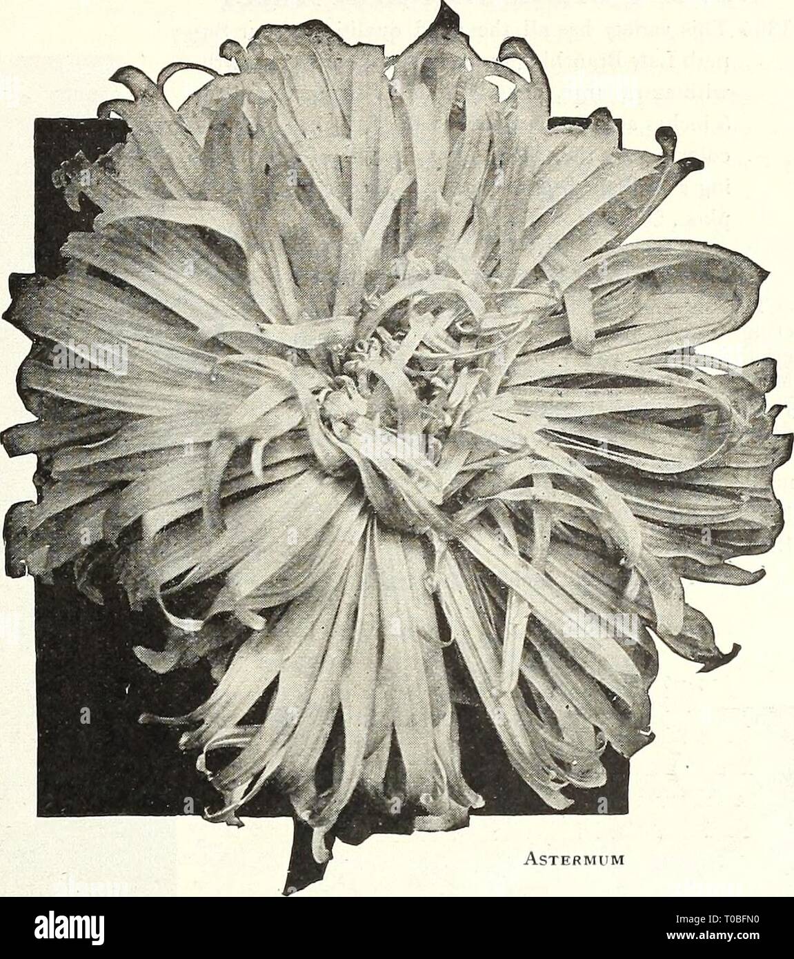 Dreer's garden book 1922 (1922) Dreer's garden book 1922 dreersgardenbook1922henr Year: 1922  /flEigyA-iam^ RELIABLE FLOWER SEEDS, &gt;HILMeiPHR 67 Dreer's Famous American Asters Asters are one of the most important summer and autumn flowers, and receive special care at our hands. Yearly exhaustive tests are made with a view to offer- ing only the choicest kinds, regardless of cost. As a result of this care our list comprises only such sorts as can be planted with perfect confidence that nothing better is procurable, no matter at what price or from what source. The varieties offered on this an Stock Photo
