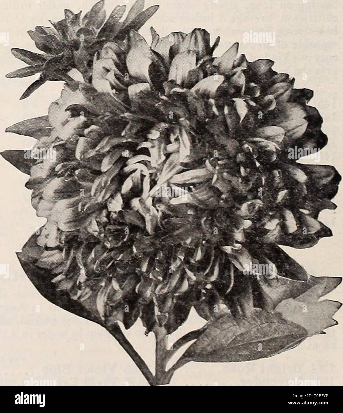 Dreer's garden book 1921 (1921) Dreer's garden book 1921 dreersgardenbook1921henr Year: 1921  KoYAL Aster ROYAL ASTERS A recently developed type that might briefly be described as an early flowering form of our Superb Late Branching variety, having all the good qualities of the latter, but coming into bloom in July or early August, and lasting in perfect condition for a long time. The habit of the plants and their free-flower- ing make them very desirable for beds or borders, while their long-stemmed flowers are ideal for cutting. The form of the flower is well shown in the illustration. We of Stock Photo