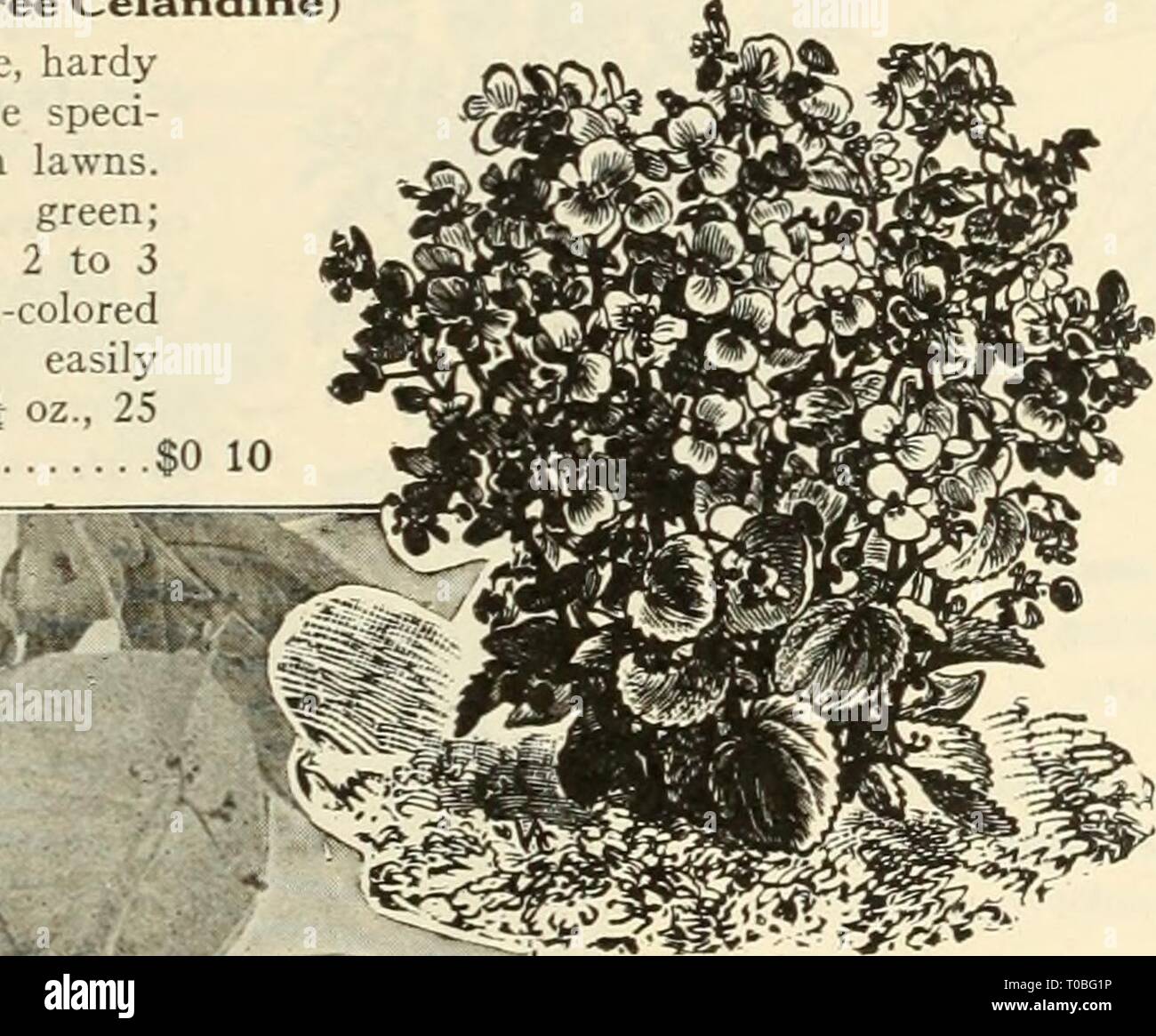 Dreer's garden book 1925 (1925) Dreer's garden book 1925 dreersgardenbook1925henr Year: 1925  /i!mg^iailirriMJ&?idrM»l»likl31^^ 71 Aubrietia (Rainbow Rock Cress) PER PKT. 1490 Large-flowering Hybrids. A beautiful dwarf rock plant, covered with sheets of bright flowers in spring and early summer $0 15 Auricula (Prlmula Auricula) 1500 A well-known favorite of great beauty; seed saved from splendid choice mixed varieties; half-hardy perennial; 6 inches 25 Balloon Vine (Love-in-a-Puir) 1525 A rapid-growing annual climber; succeeds best in light soil and warm situation; flowers white; seed vessels  Stock Photo