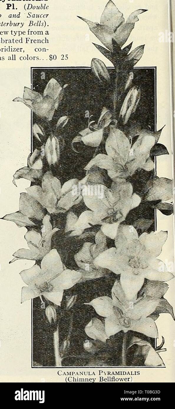 Canterbury Bells Flower Effects Best Flower Wallpaper