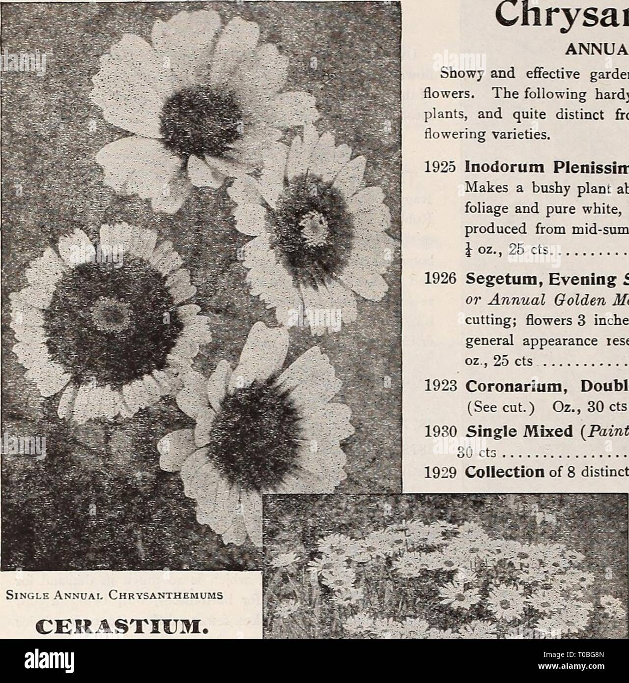 Dreer's garden book 1917 (1917) Dreer's garden book 1917 dreersgardenbook1917henr Year: 1917  78 njl HBBrADRffl--PIIIIADftPmA--PA LIABLE FLOWER SEEDS    Single Annual Chrysanthemums CERASTKJM. (Snow in Summer.) PER PKT. 1911 Tomentosum. A very pretty dwarf, white-leaved edging plant, bearing small white flowers; hardy peren- nial â 15 Chrysanthemums. PERENNIAL VARIETIES. 1944 Japanese Hybrids. Our stock of this comes to us di- rect from Japan, and is saved from a magnificent collection of over one hundred varieties, and cannot fail to produce satisfactory results. Seed sown in spring will prod Stock Photo