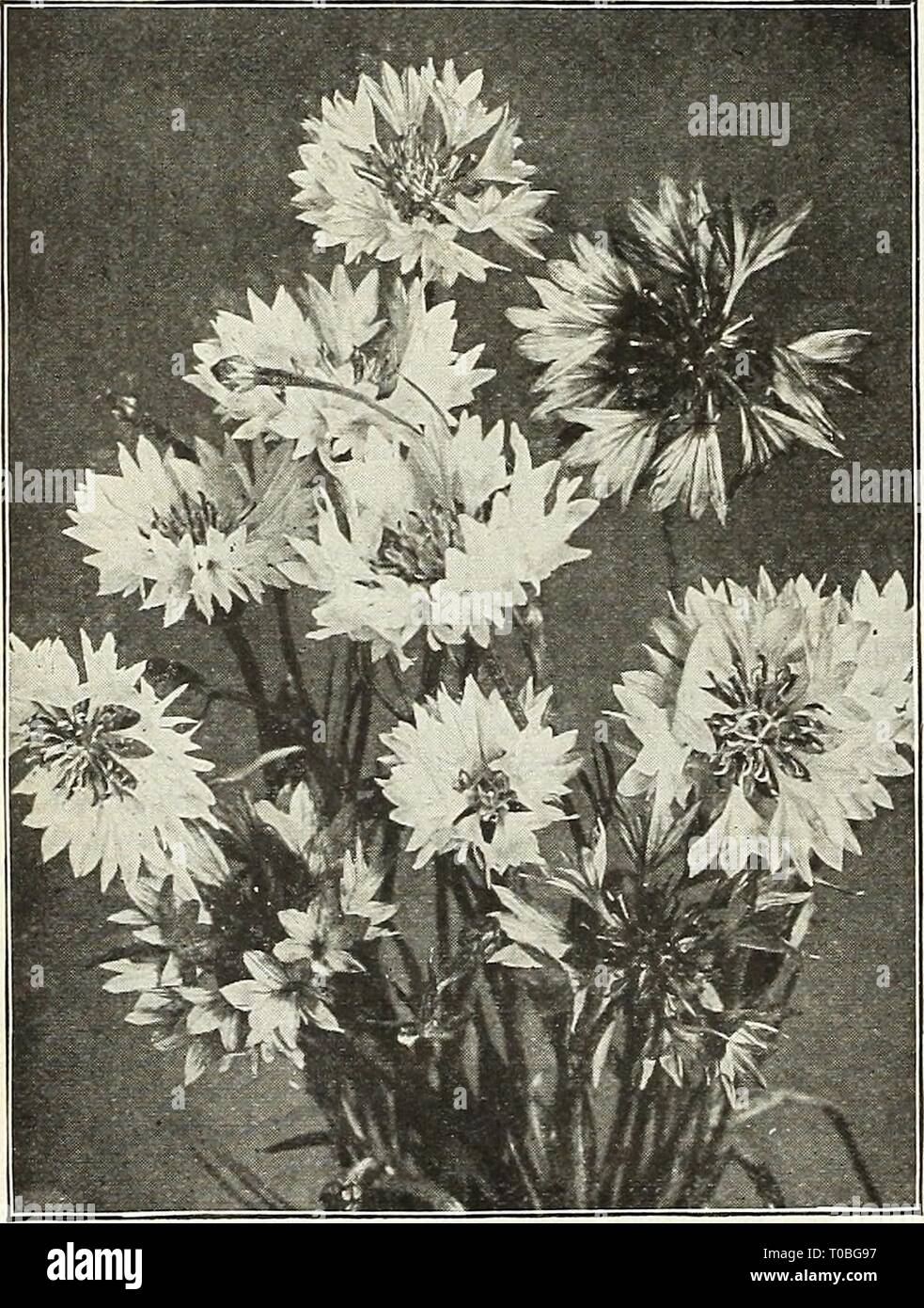 Dreer's garden book 1922 (1922) Dreer's garden book 1922 dreersgardenbook1922henr Year: 1922  78 /flEHByA-BREEIl^ RELIABLE FLOWER SEEDS, I CENTAUREAS Under this name is included sucli popular annuals as the Cornflower, Sweet Sultans, etc. They are favorites in all sec- lions of the country, are perfectly hardy, will grow and do well almost everywhere, and are much in demand as cut flowers. CORNFLOWERS (Centaurea Cyanus) These are also known as Bachelor's Buttons, Blue Bottle, Ragged Sailor, Bluet and sometimes as Ragged Robin, but which name belongs to one of the Lychnis and frequently re- sul Stock Photo